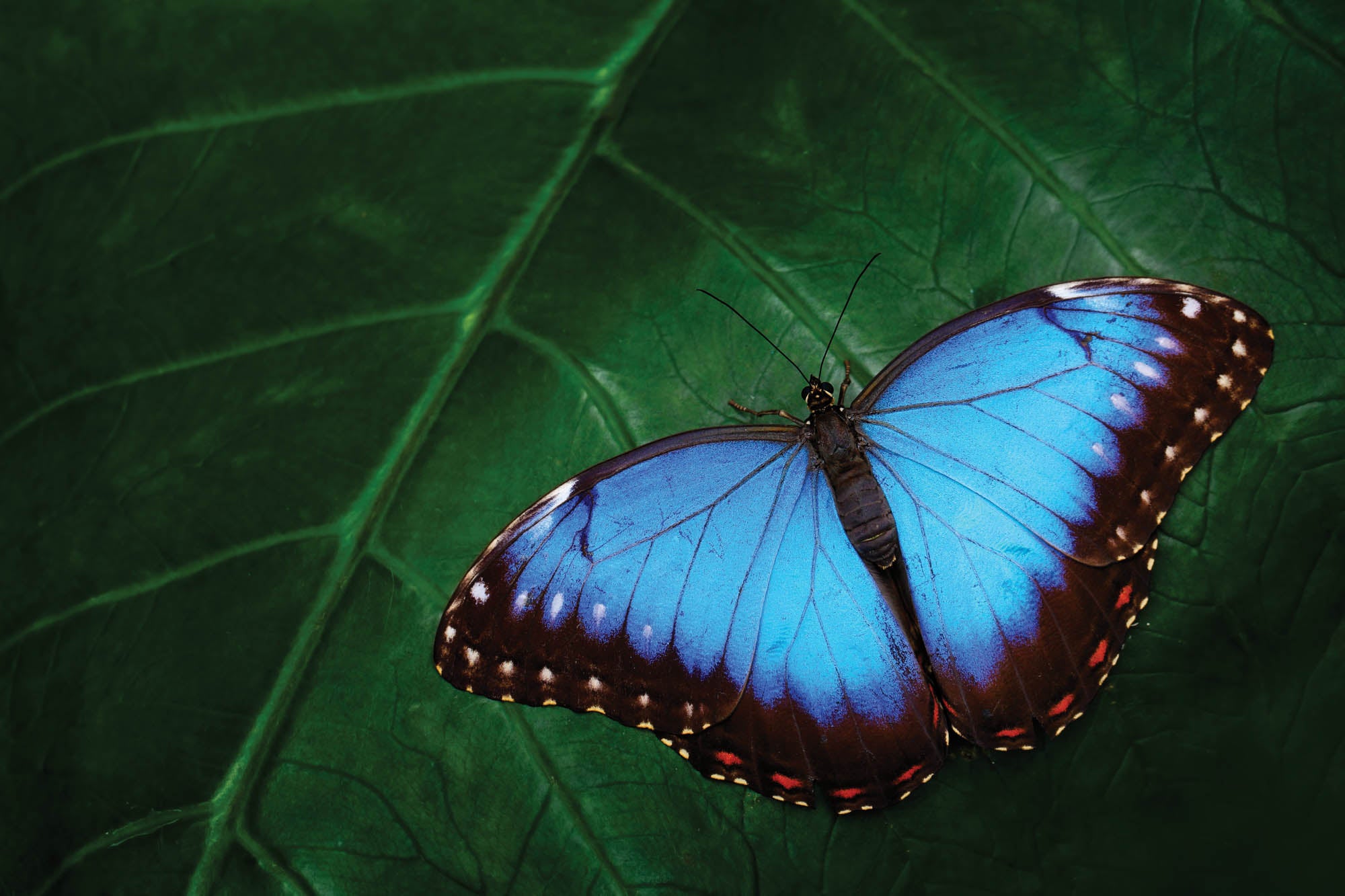 Blauwe vlinder op blad - LW00172