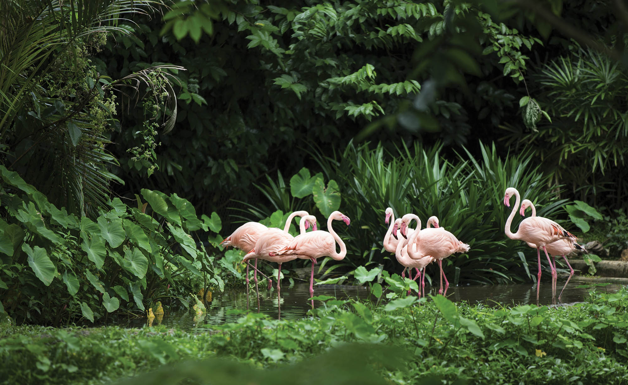 Flamingo's in groene omgeving - LW00173