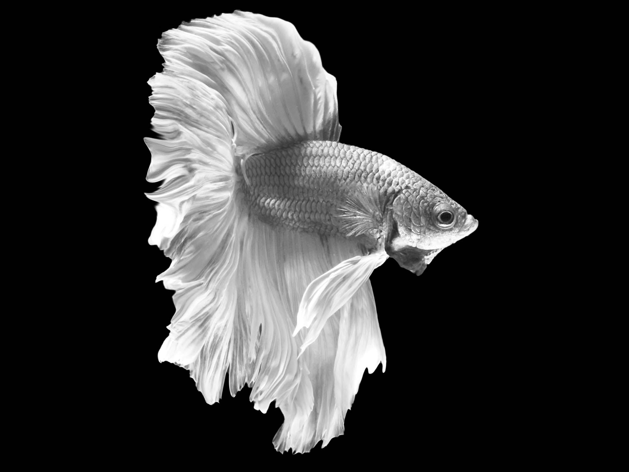 Crown Tail Betta vis- LW00229