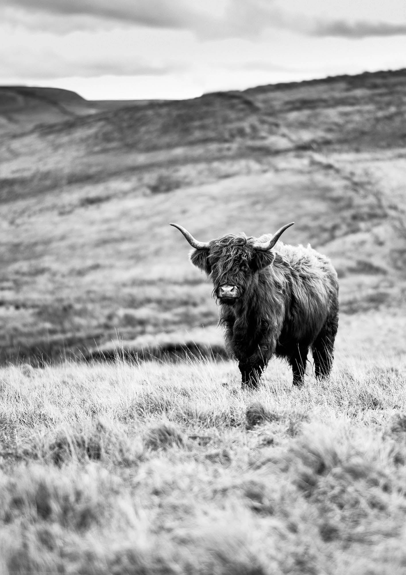 Hooglander in de natuur - LW00235