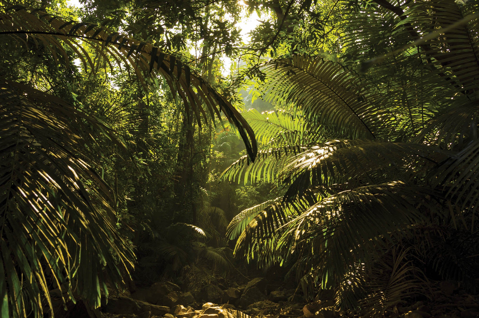 Jungle in berggebied - LW00282