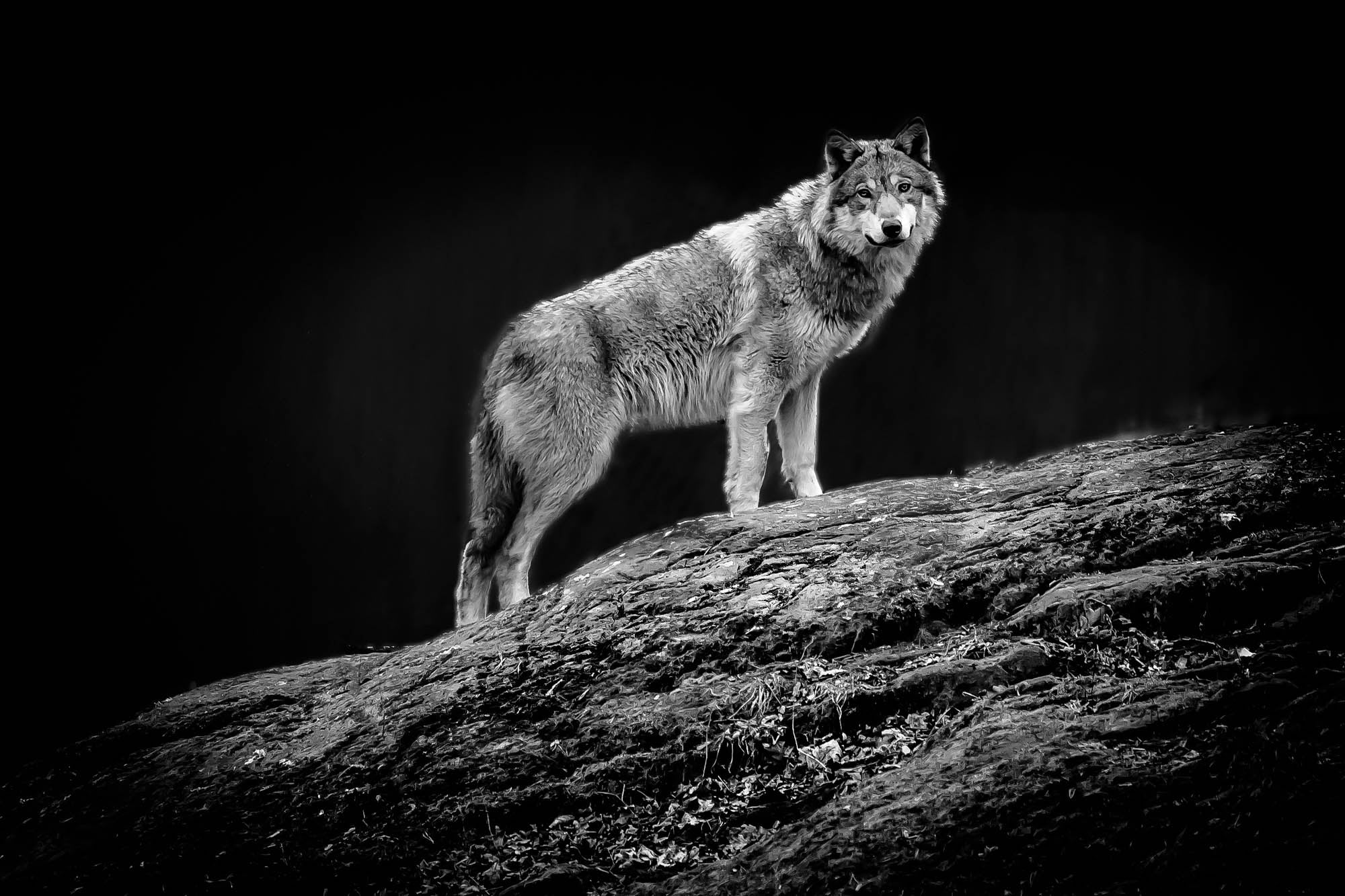 Starende wolf op boom  - LW00239