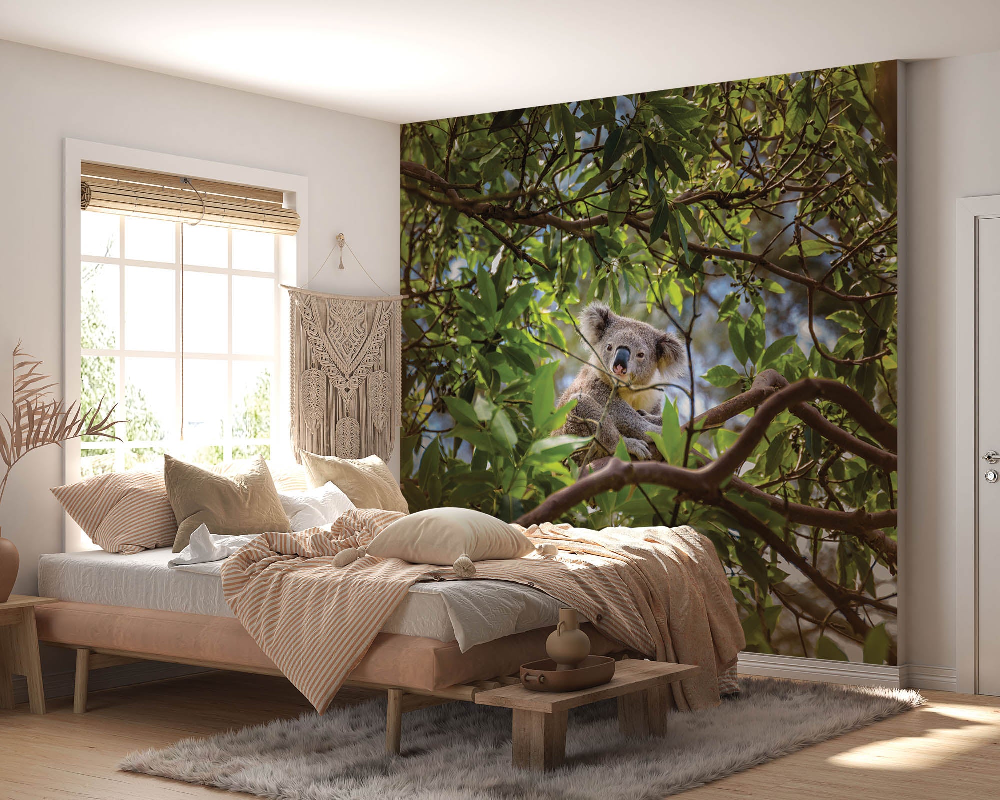 Koala op tak eucalyptus boom - LW00185