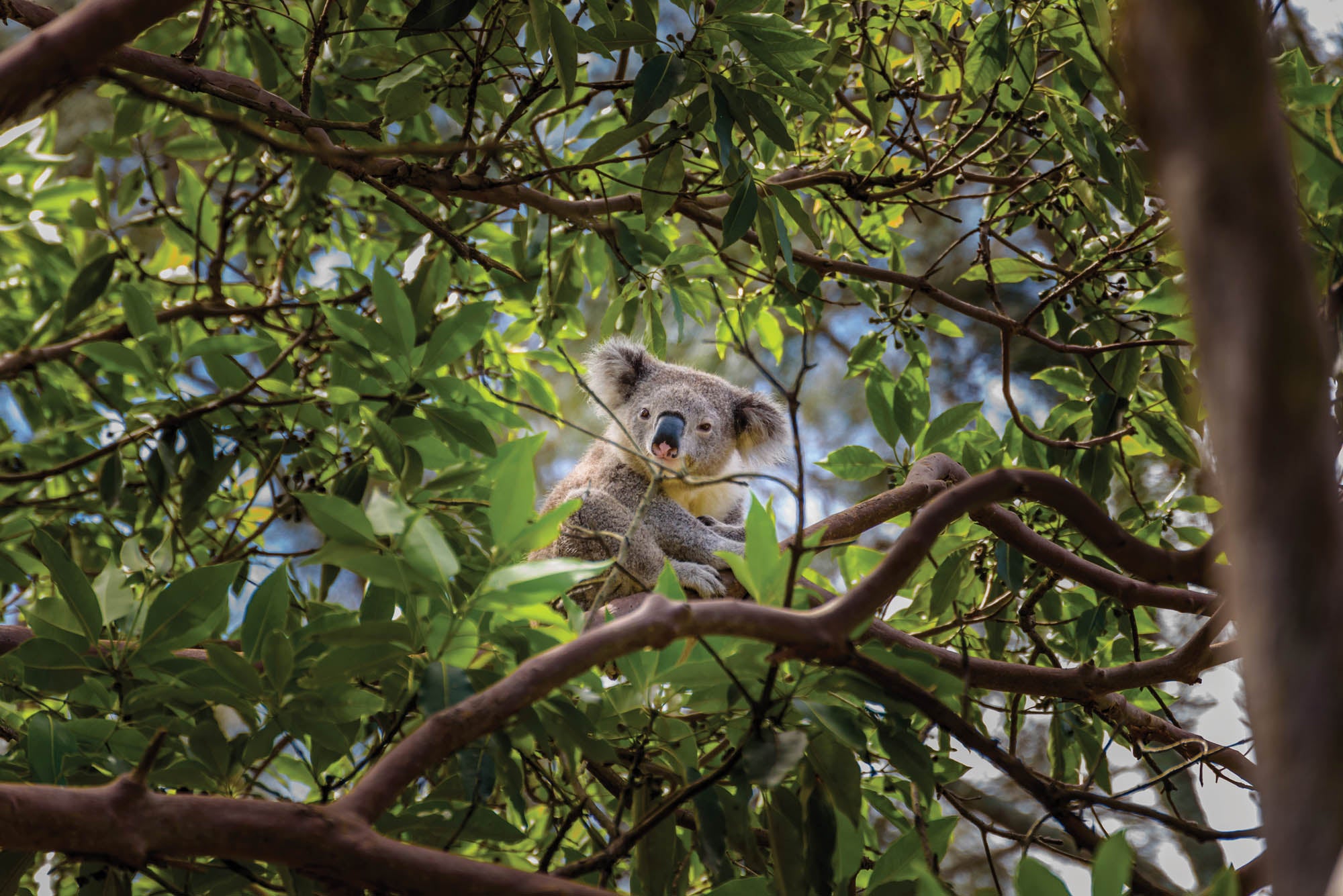 Koala op tak eucalyptus boom - LW00185