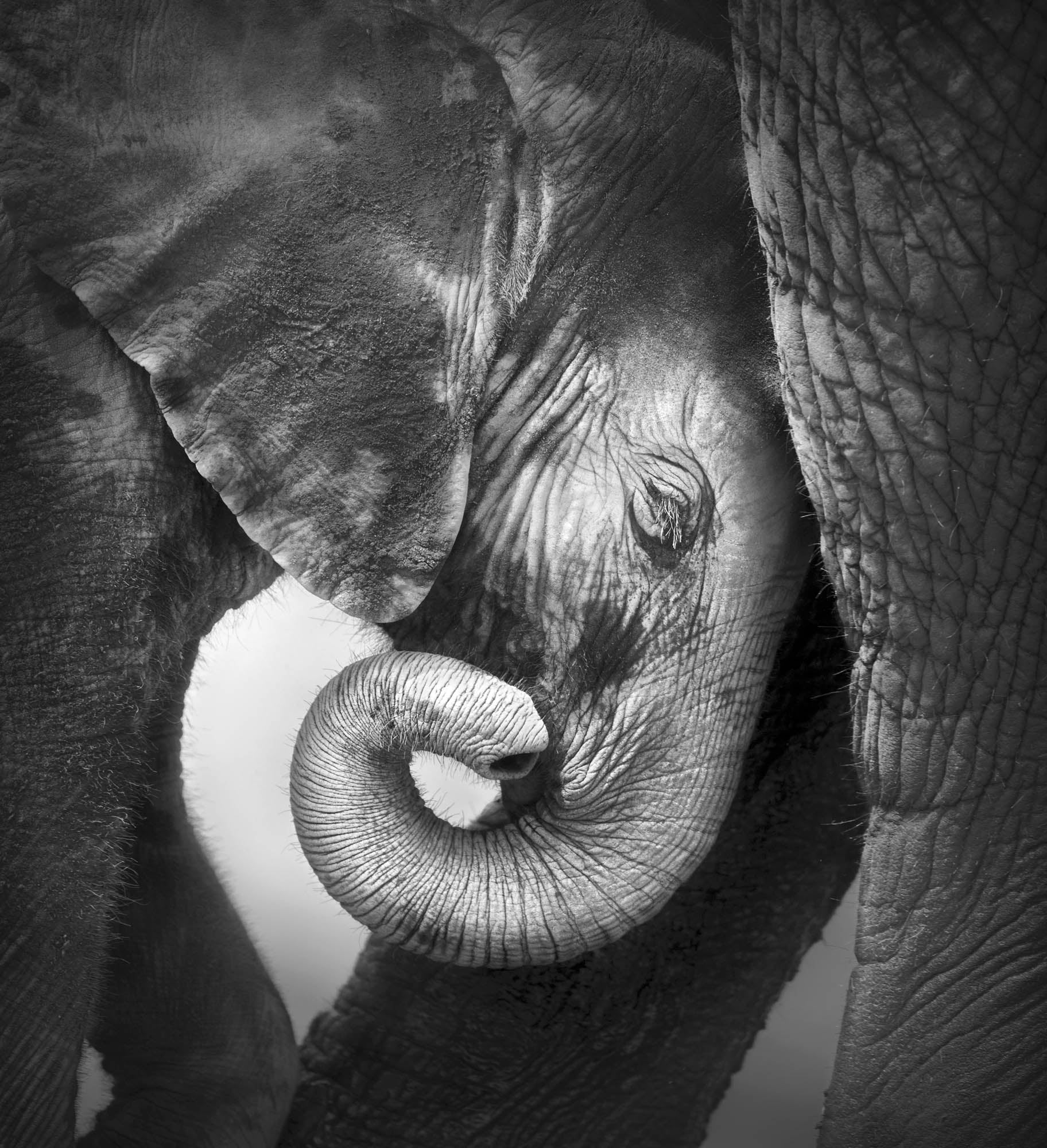 Baby olifant  - LW00204 Fotobehang