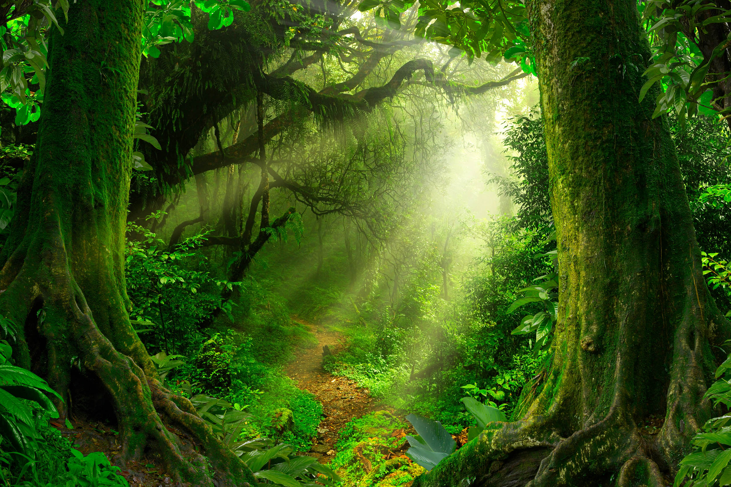 Betoverd Bos - LW00880 Fotobehang