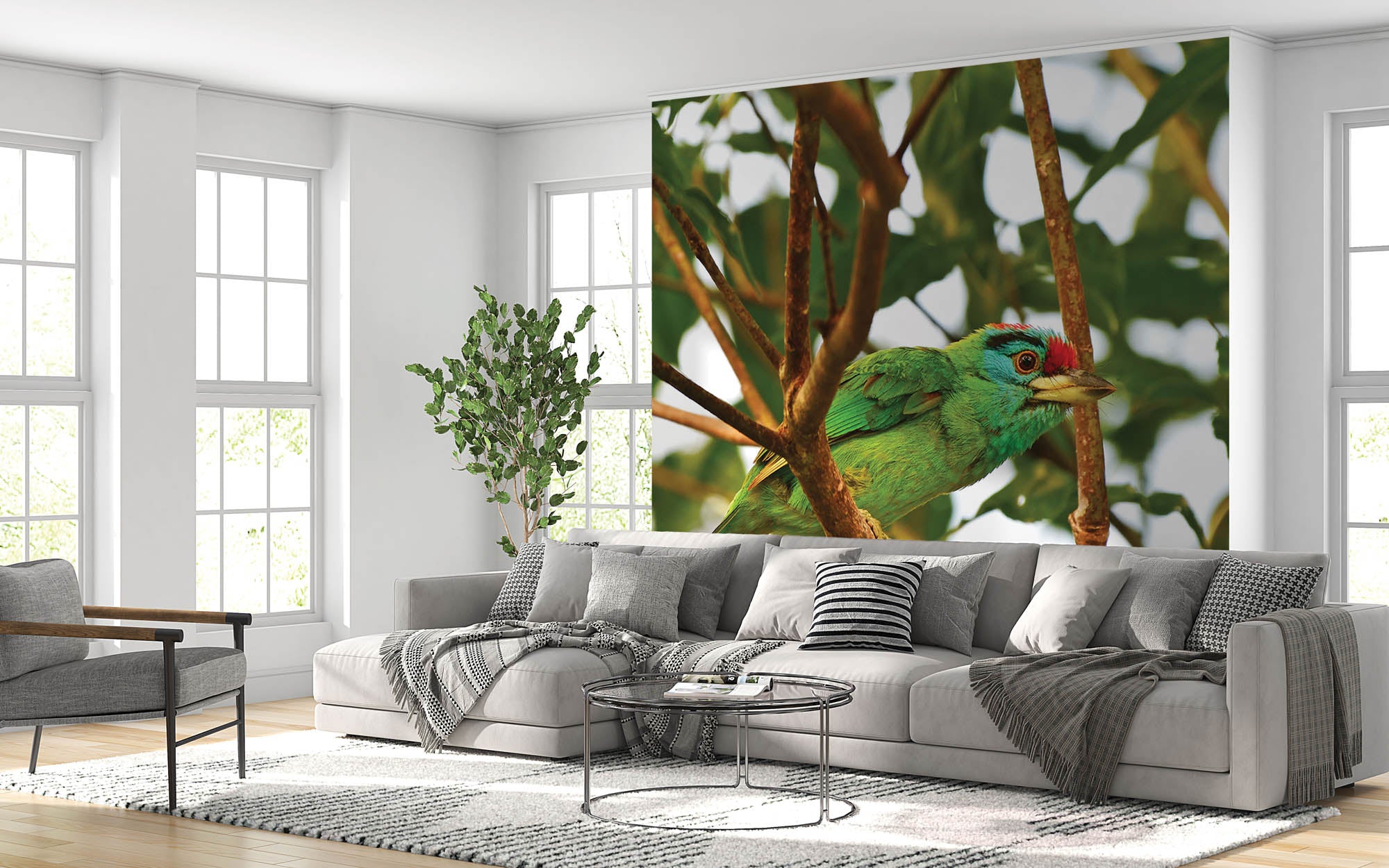 Blauwkeelbaardvogel op tak  - LW00198 Fotobehang