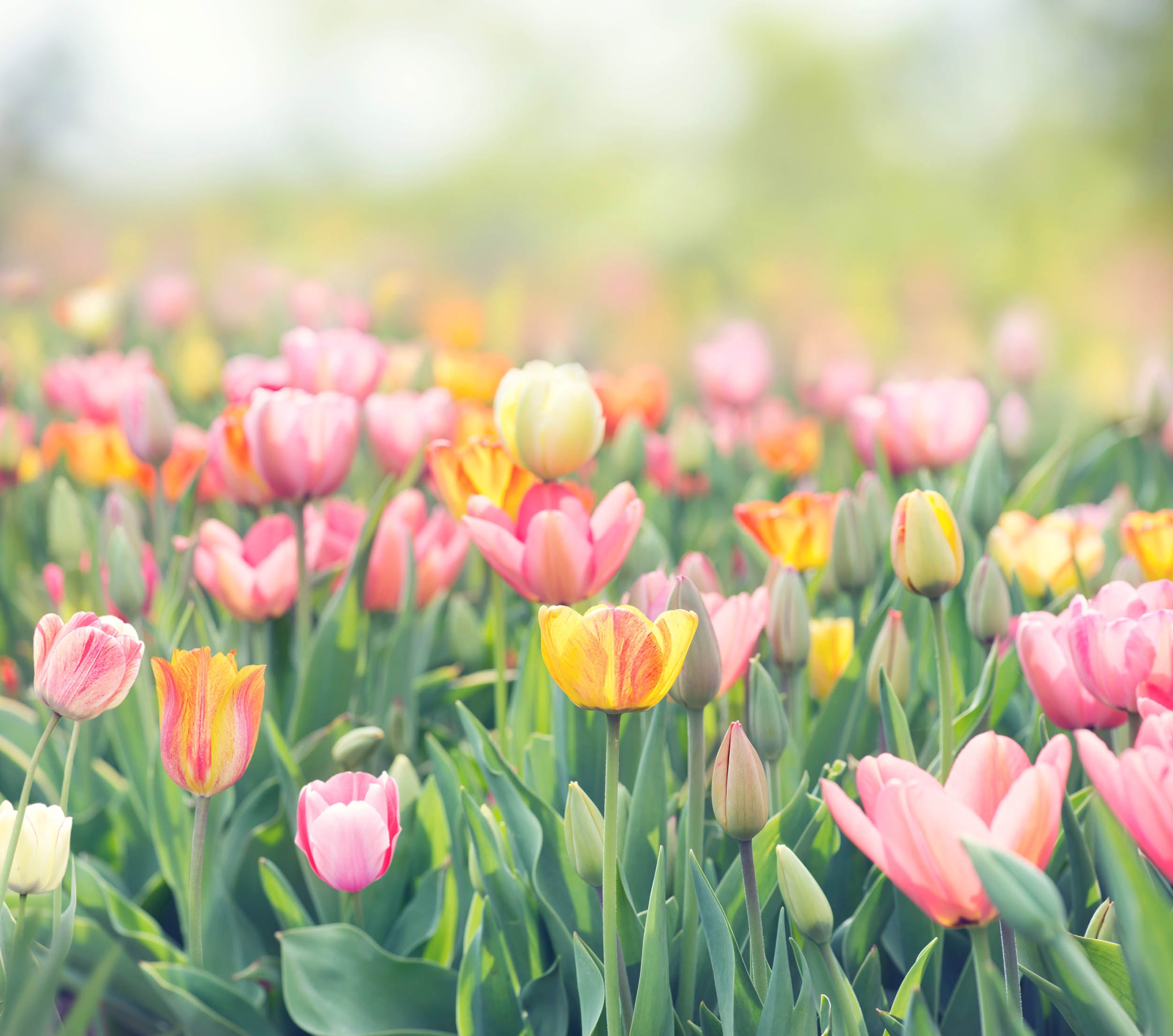 Bloeiende Tulpen - LW00483 Fotobehang