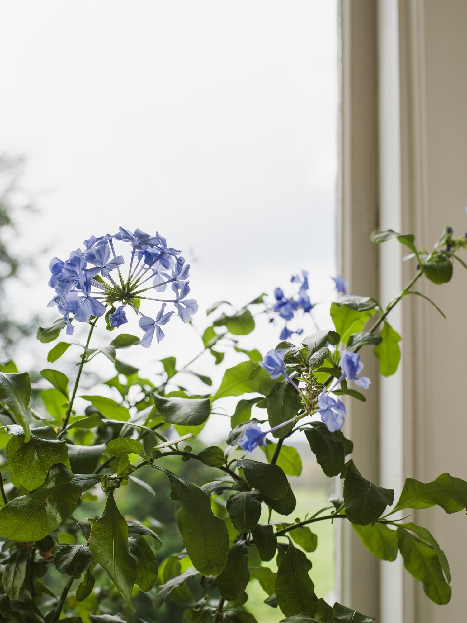 Boråstapeter Orangeri Myrten 5717 Behang