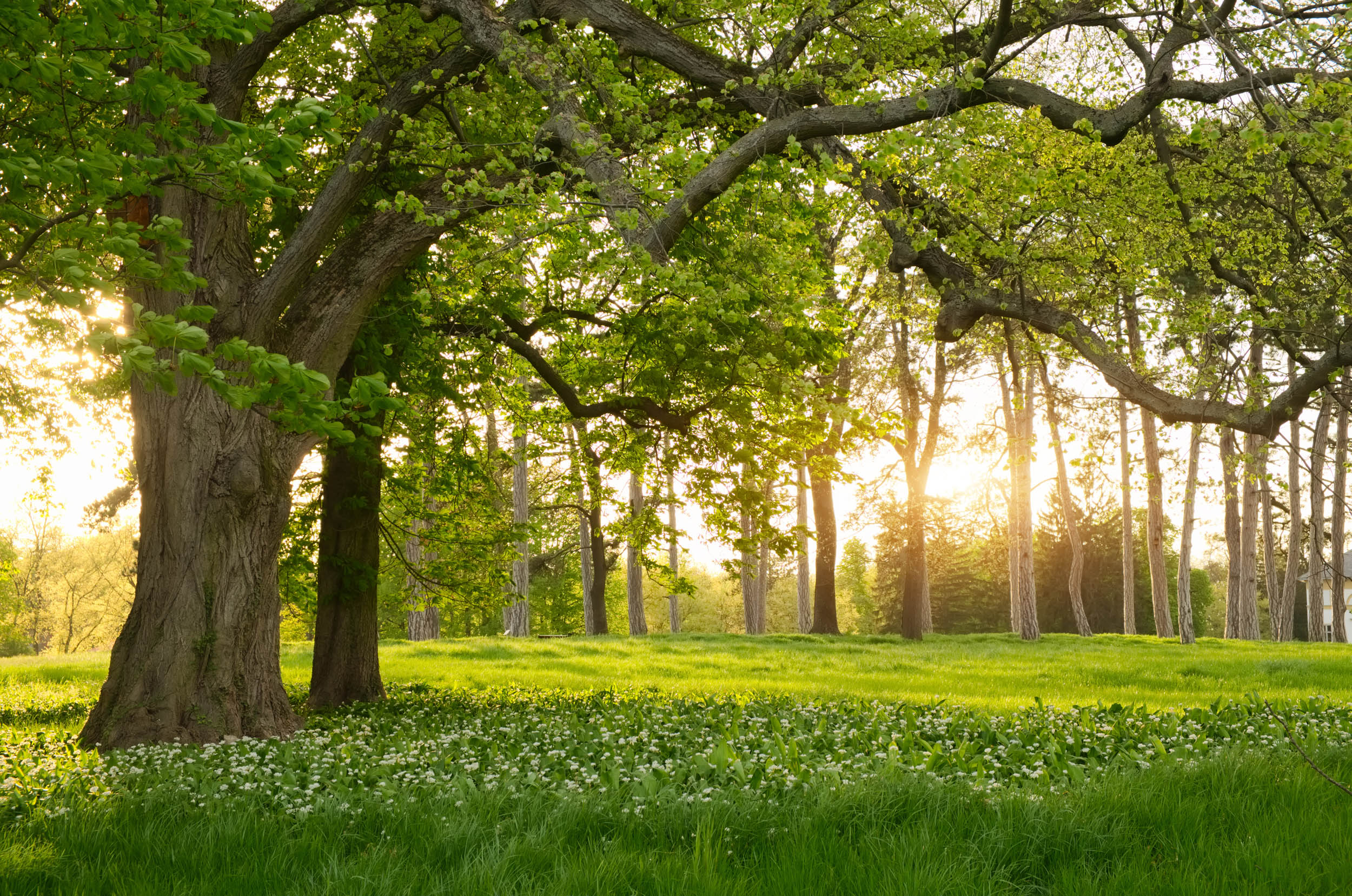 Bos in de Lente - LW00669