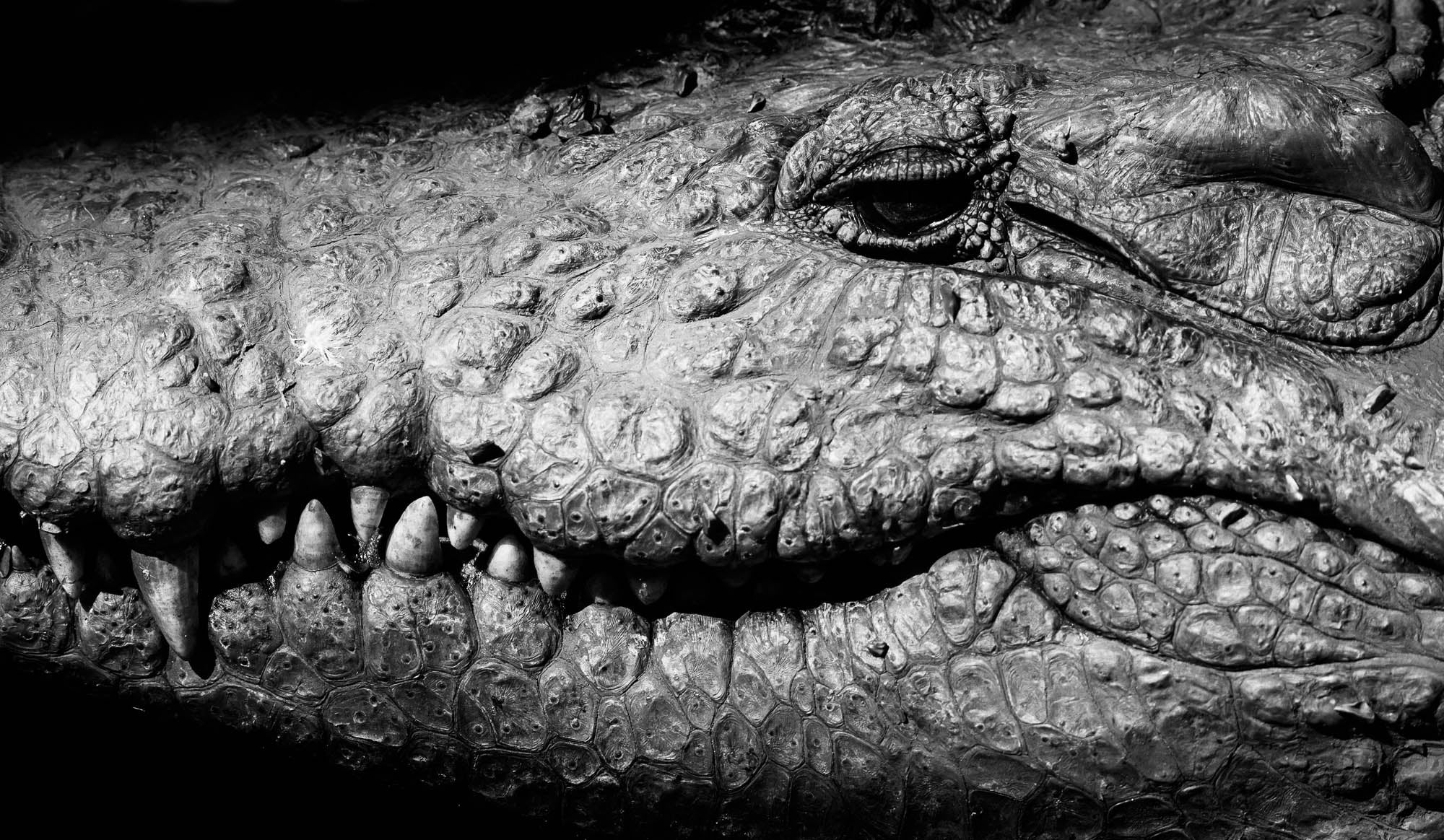 Close-up krokodil - LW00217 Fotobehang