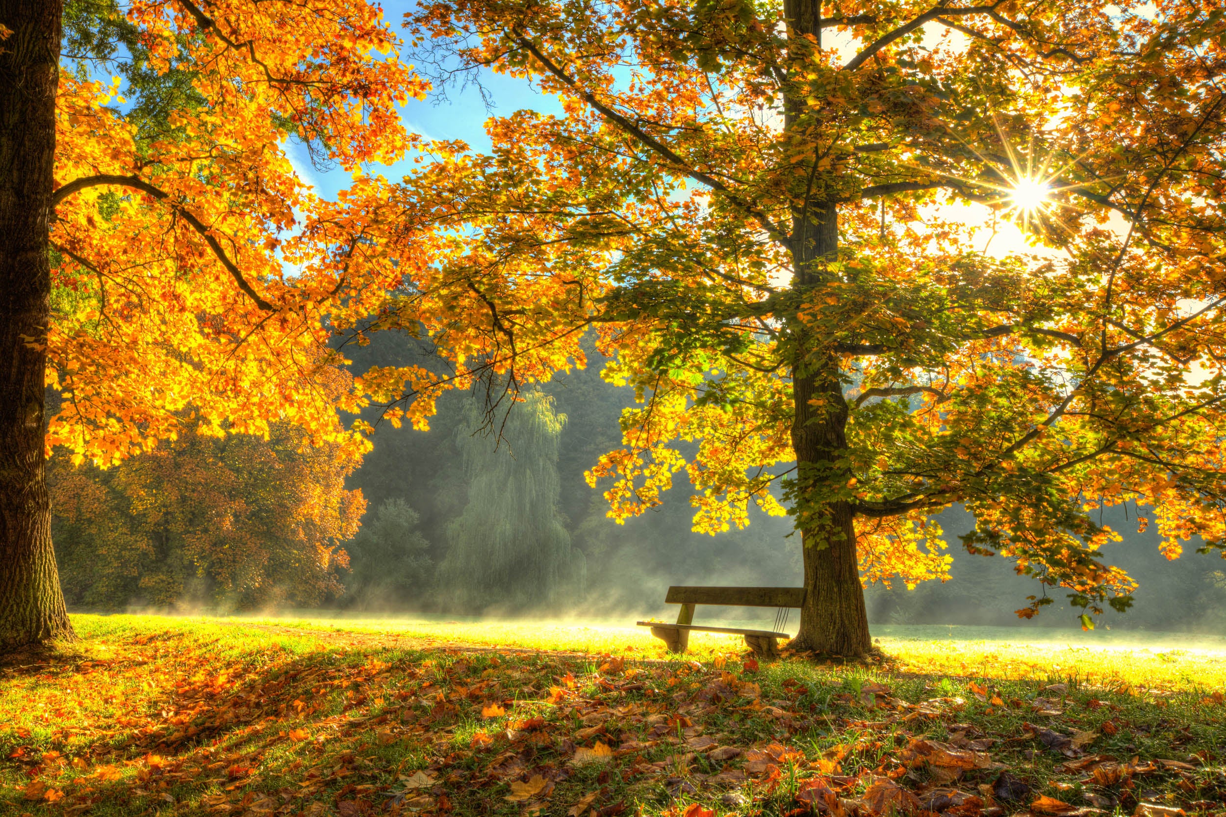 Gouden Herfstpark - LW00682
