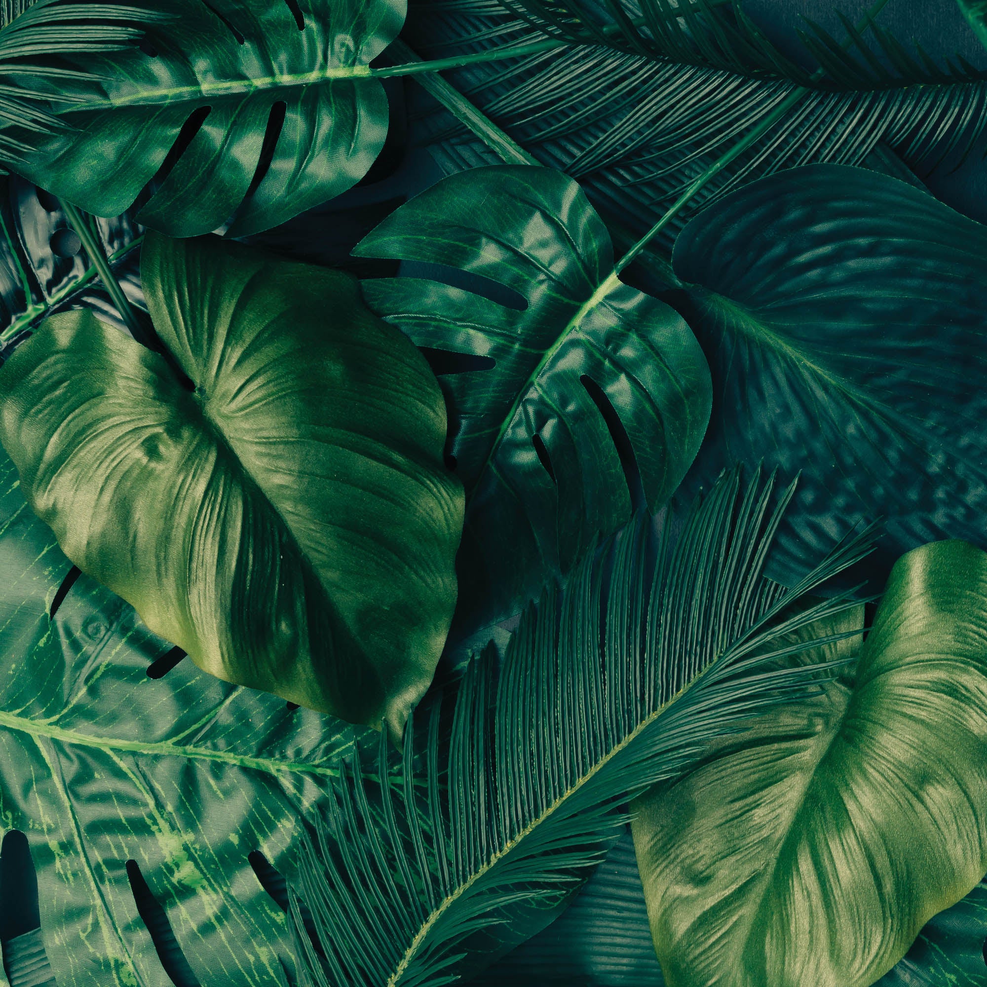 Groene bladeren - LW00273 Fotobehang