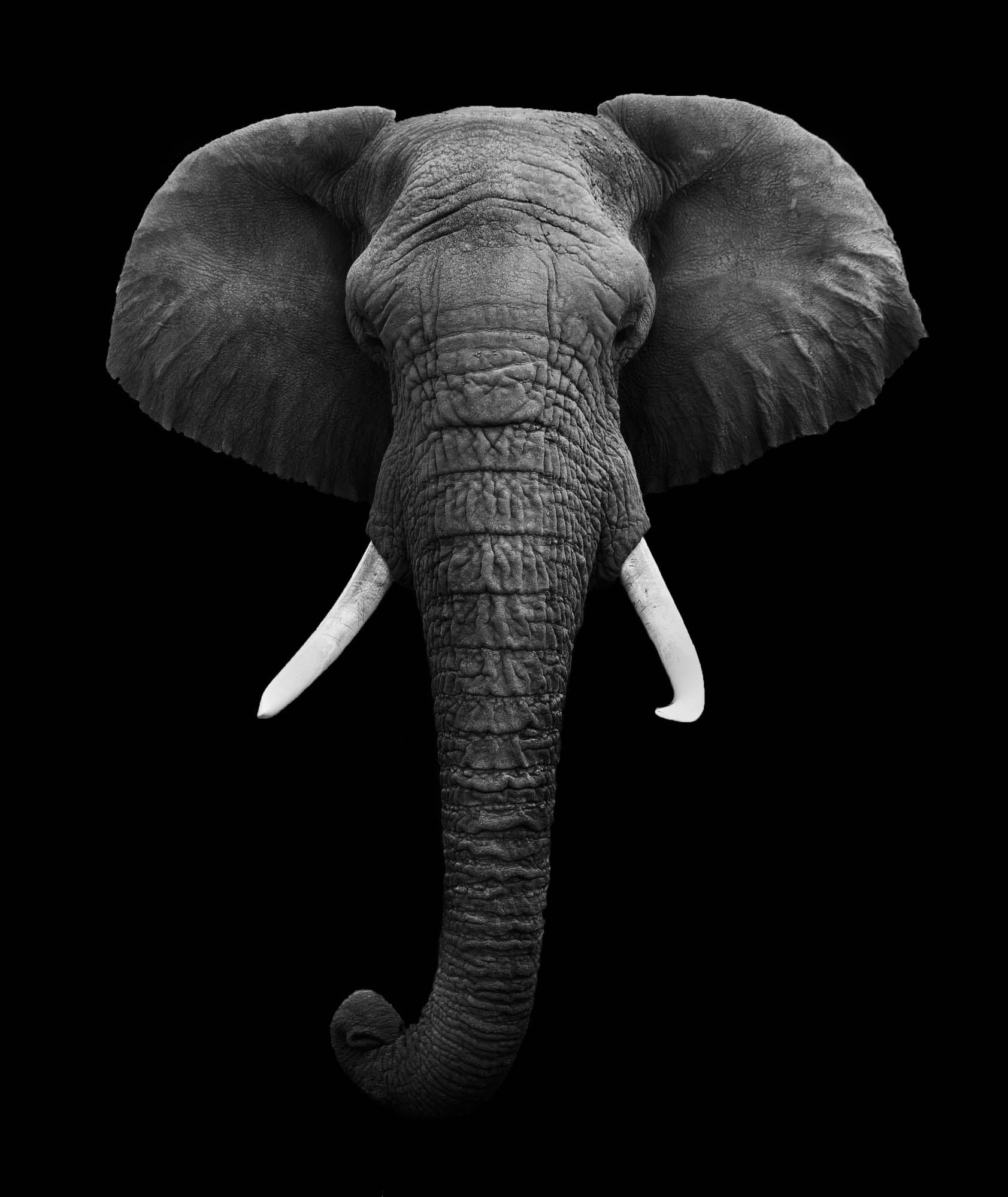 Hoofd olifant - LW00209 Fotobehang