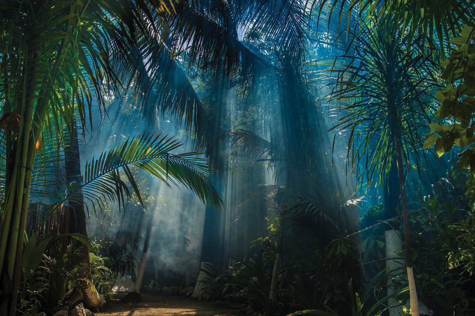 Jungle in ochtendlicht - LW00286 Fotobehang