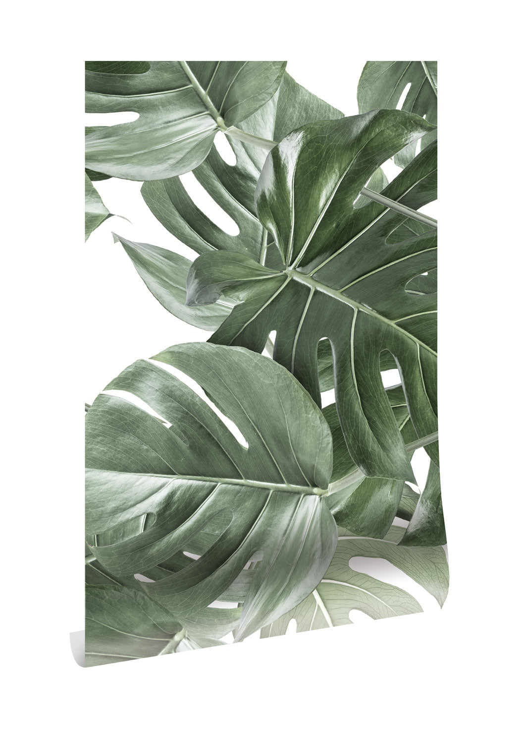 KEK Amsterdam Botanical Monstera WP-584 Behang
