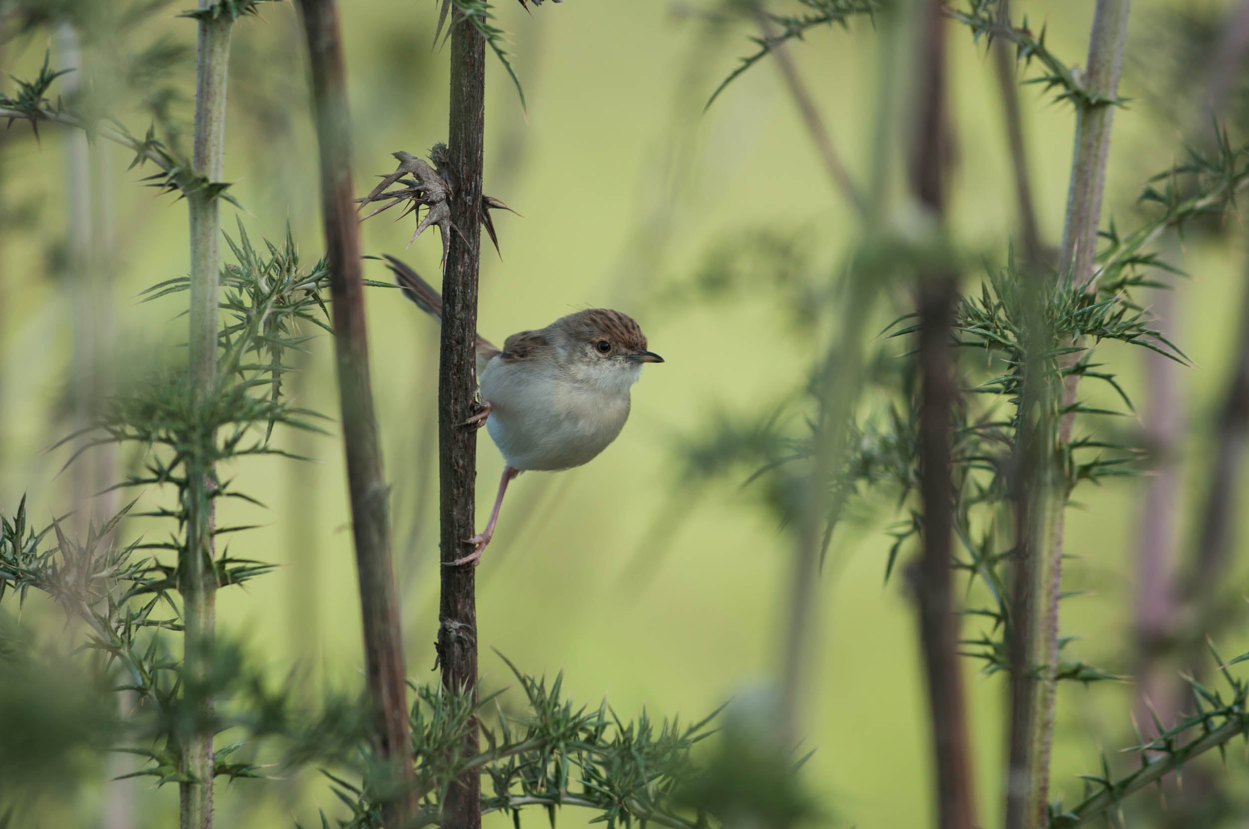 Klein Vogeltje in het Groen - LW00547 Fotobehang