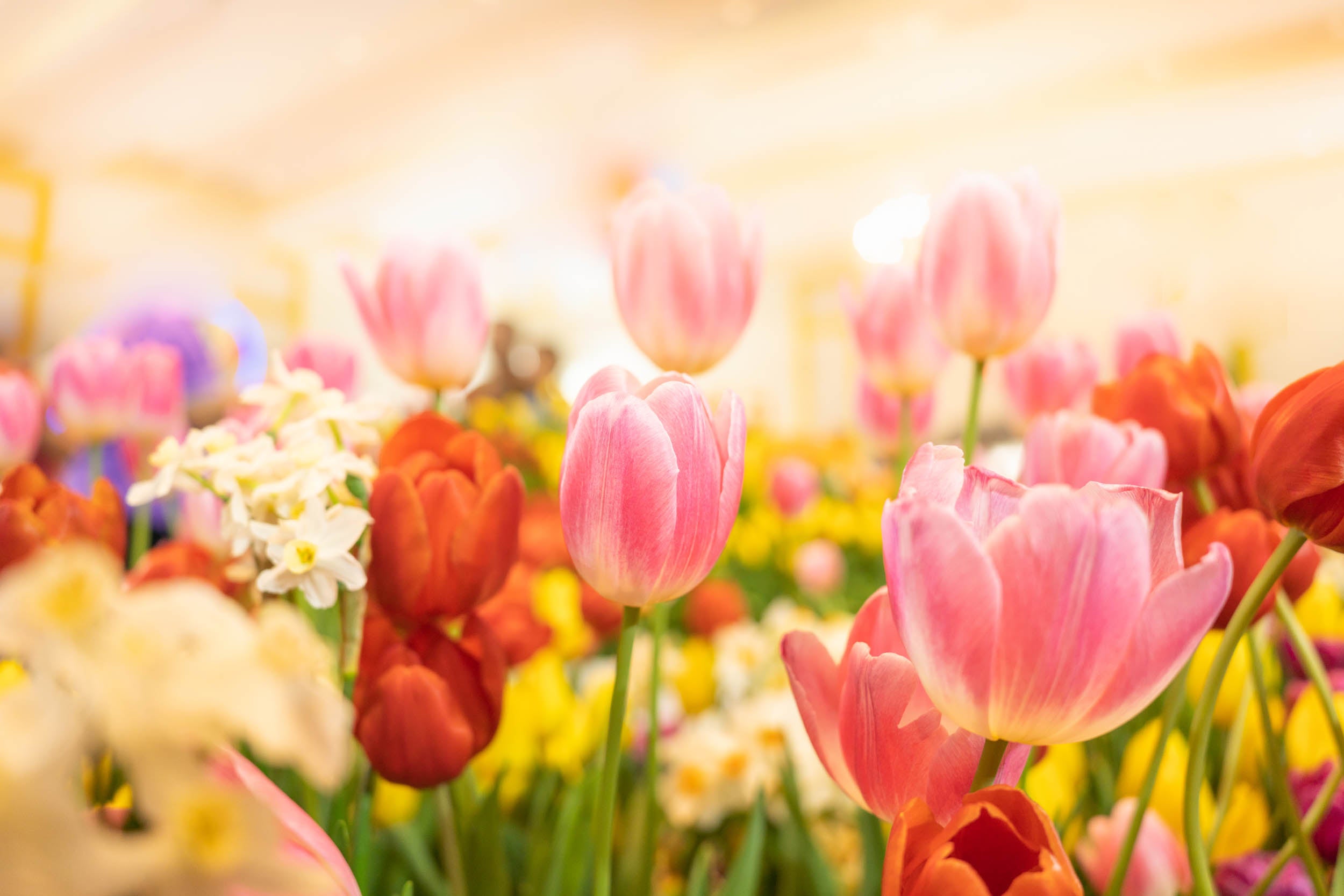 Kleurrijke Lentetuin - LW00486 Fotobehang