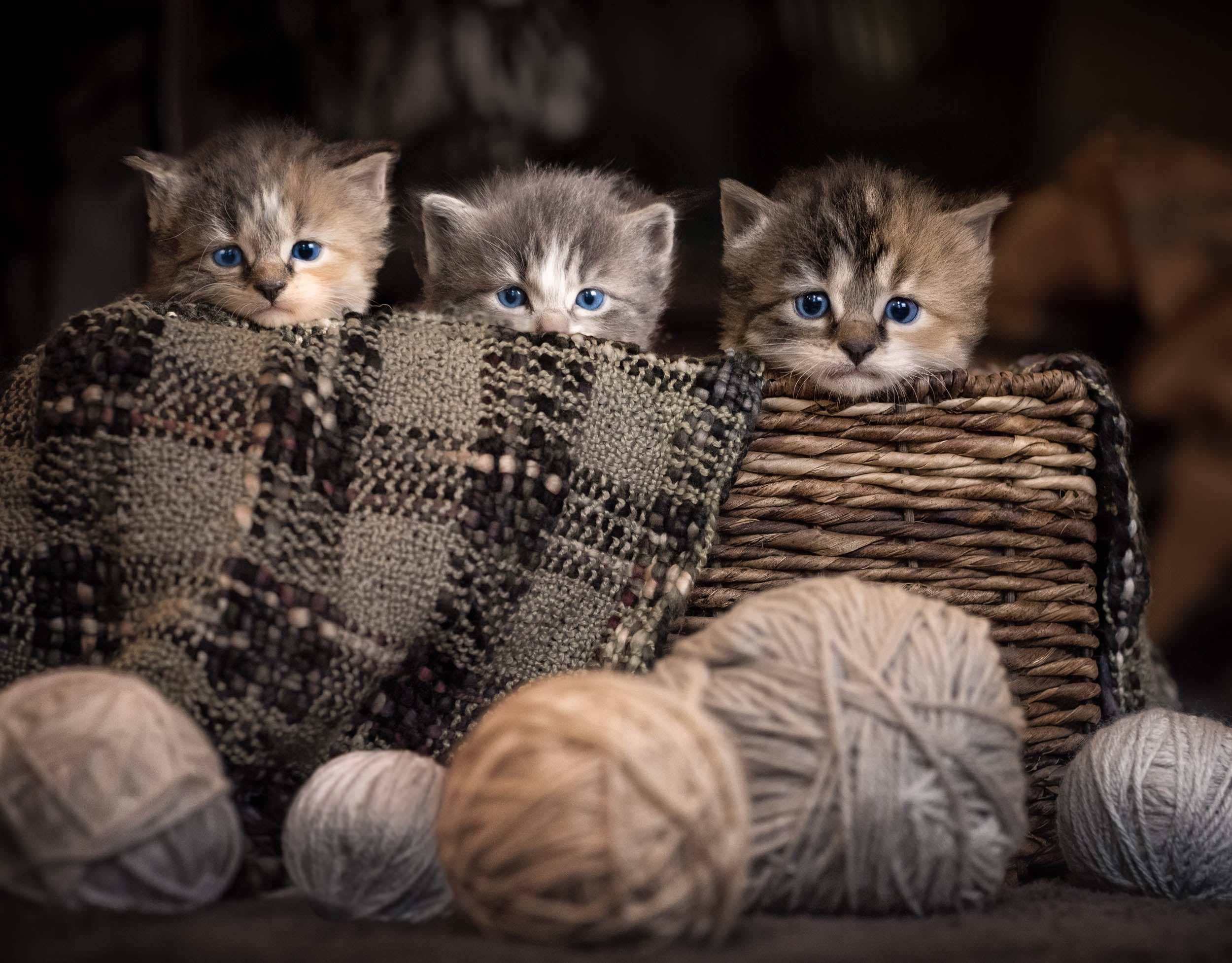Knusse Mand Kittens - LW00560 Fotobehang