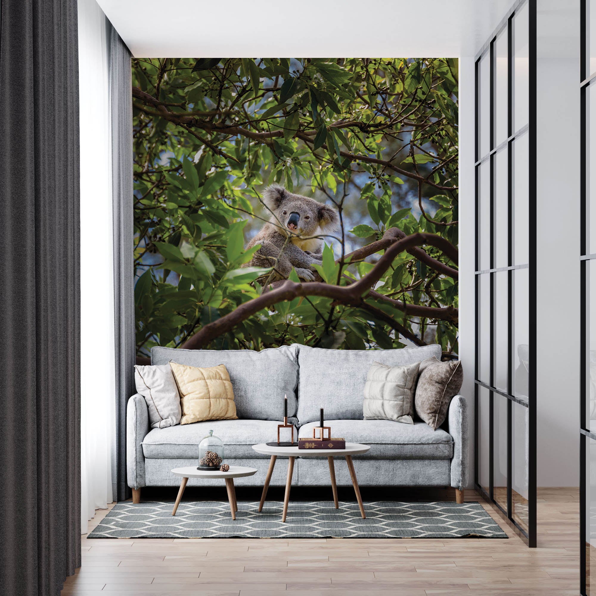 Koala op tak eucalyptus boom - LW00185 Fotobehang