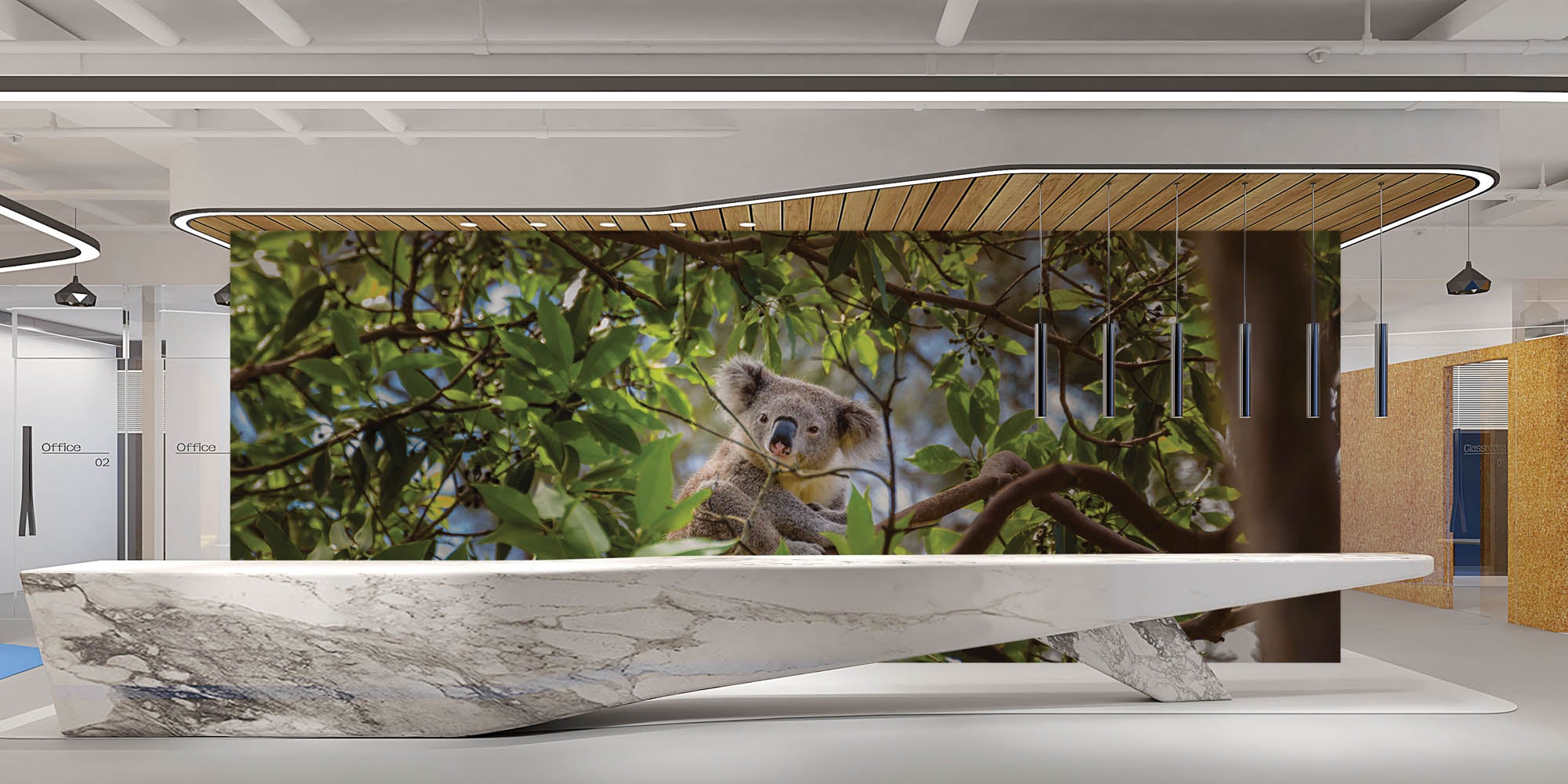 Koala op tak eucalyptus boom - LW00185 Fotobehang