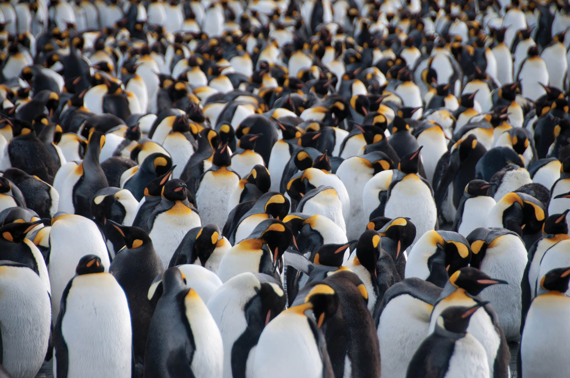 King penguin colony - LW00176