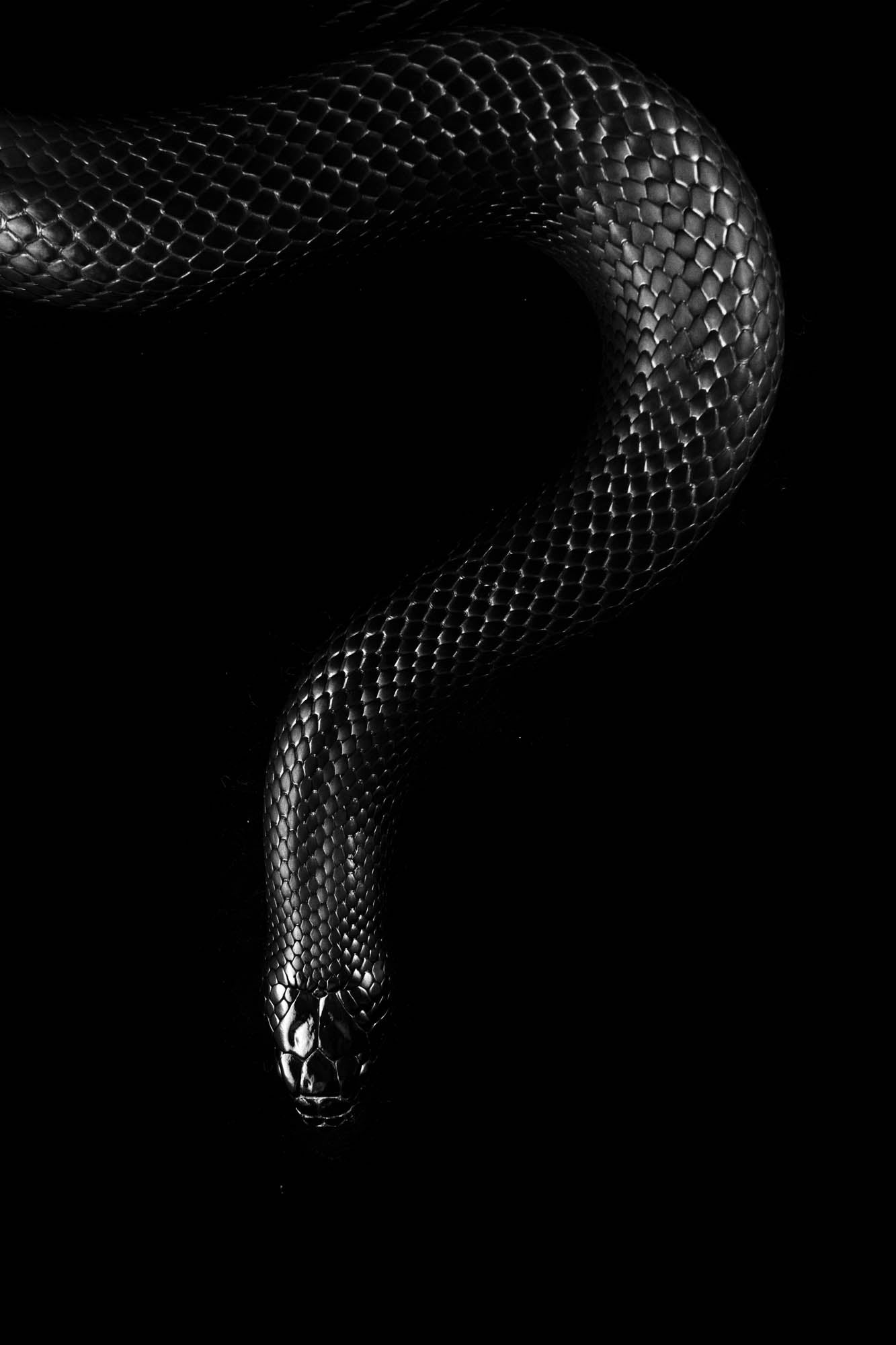 Koningsslang  - LW00234 Fotobehang