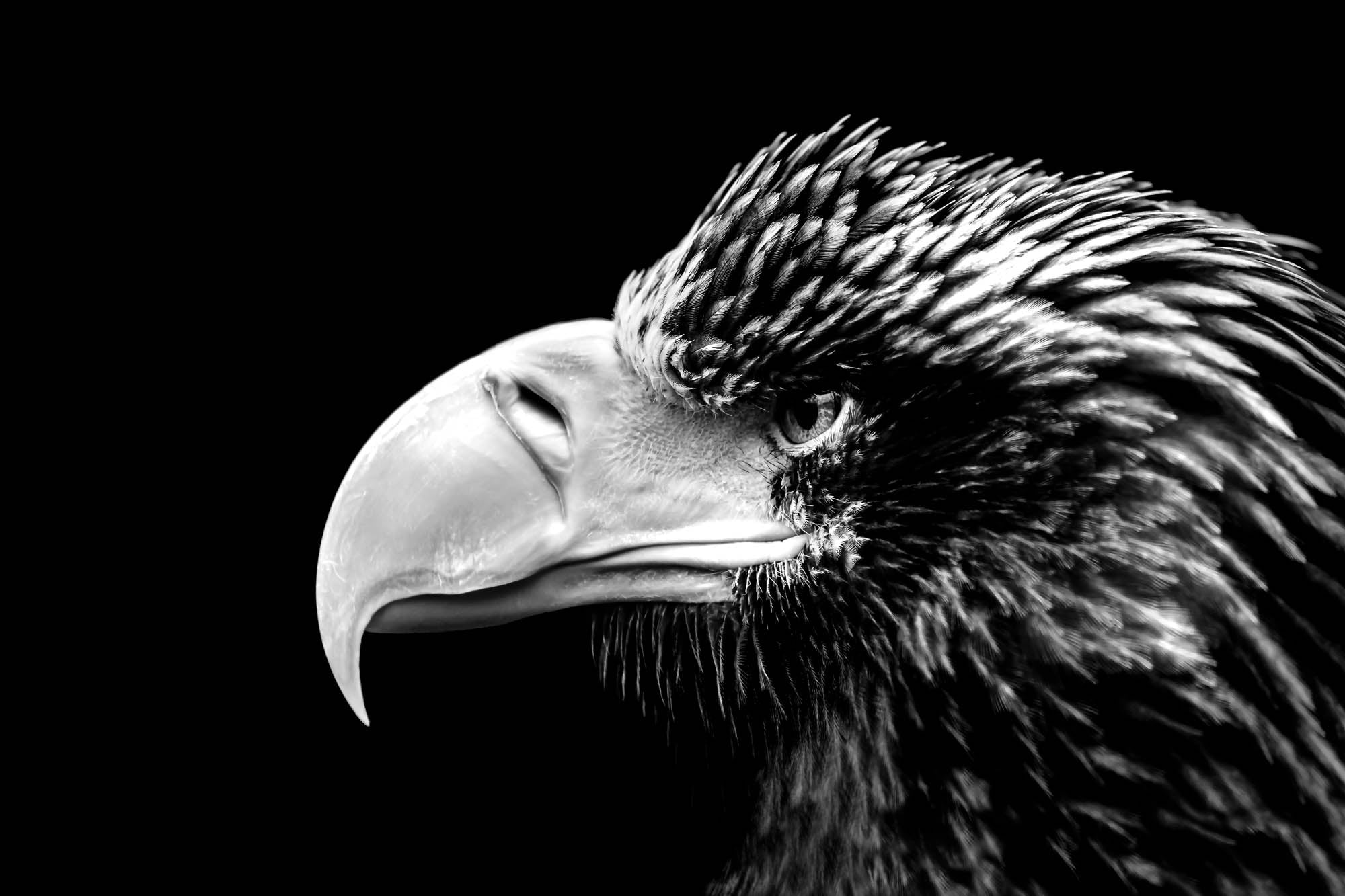 Head of a sea eagle - LW00244
