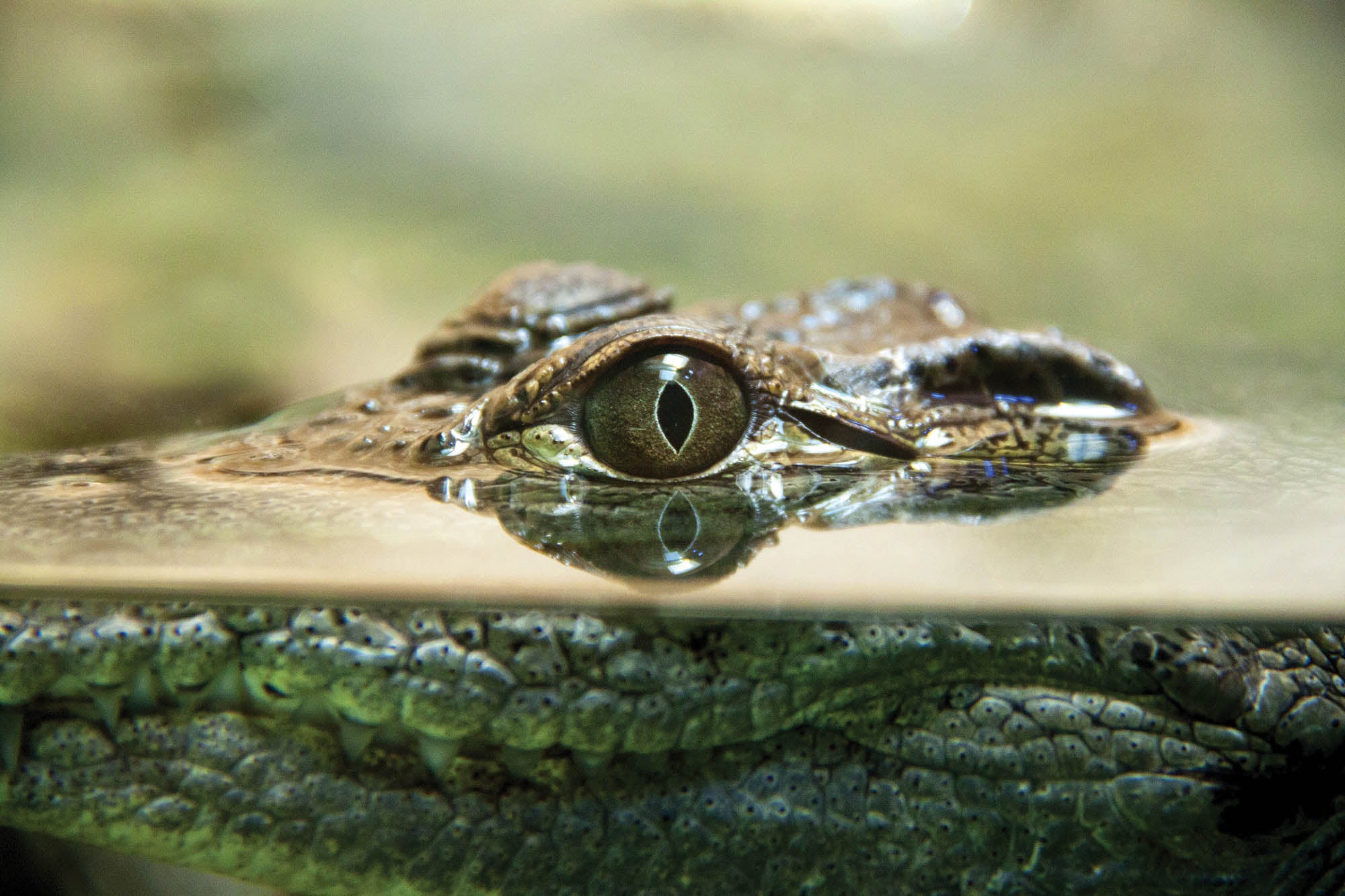 Krokodil - LW00155 Fotobehang