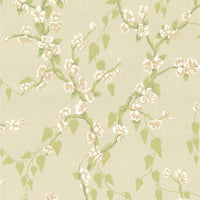 Little Green Sakura Pomme