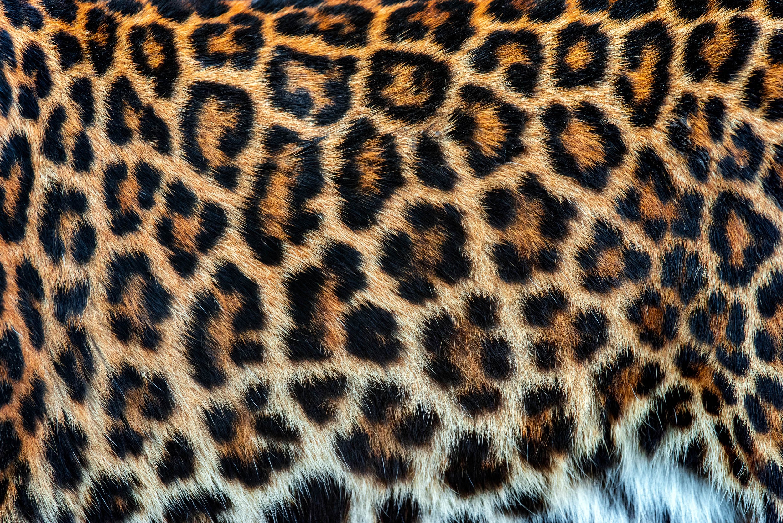 Luipaardprint Close-up - LW00549
