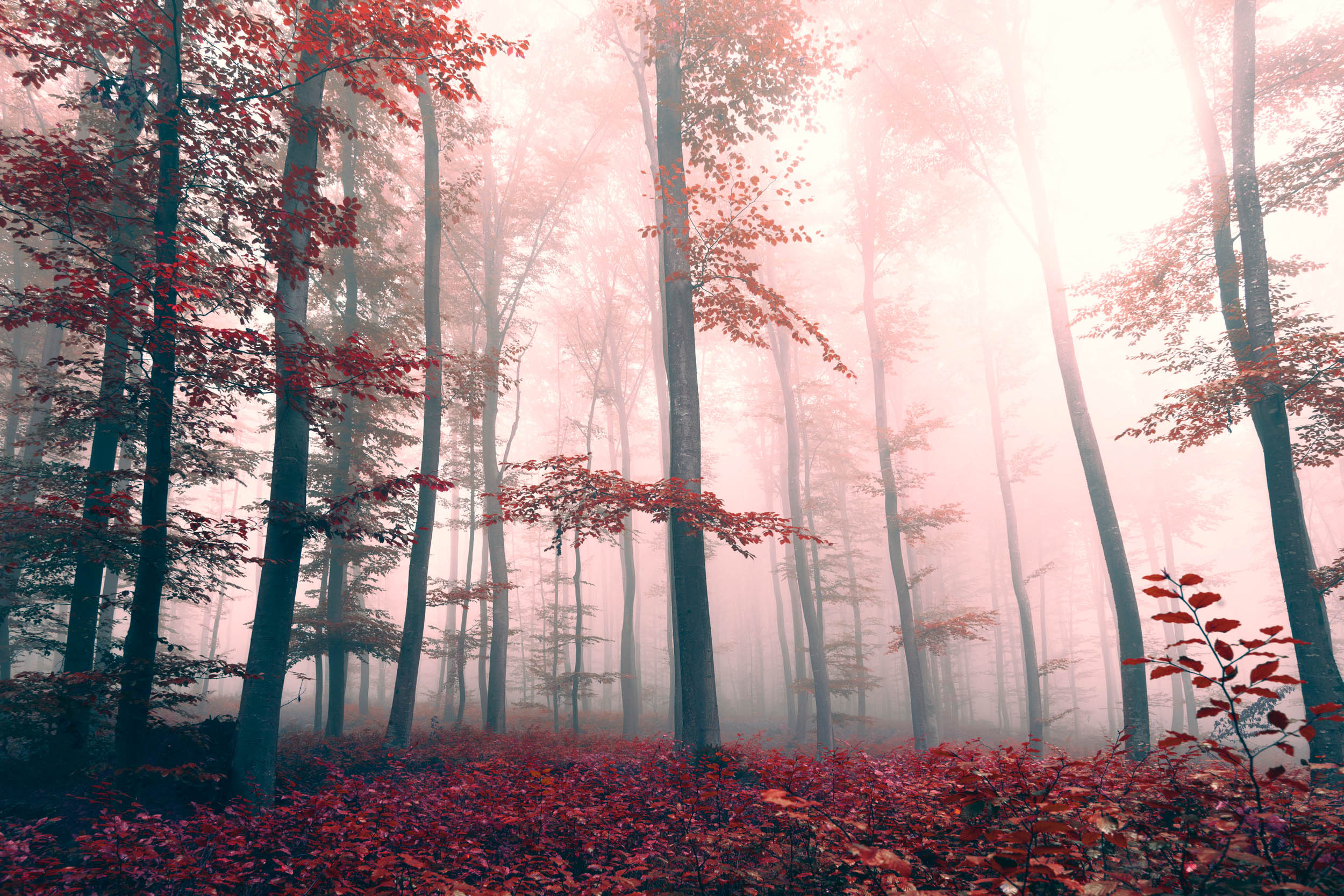 Mistig Herfstbos - LW00888