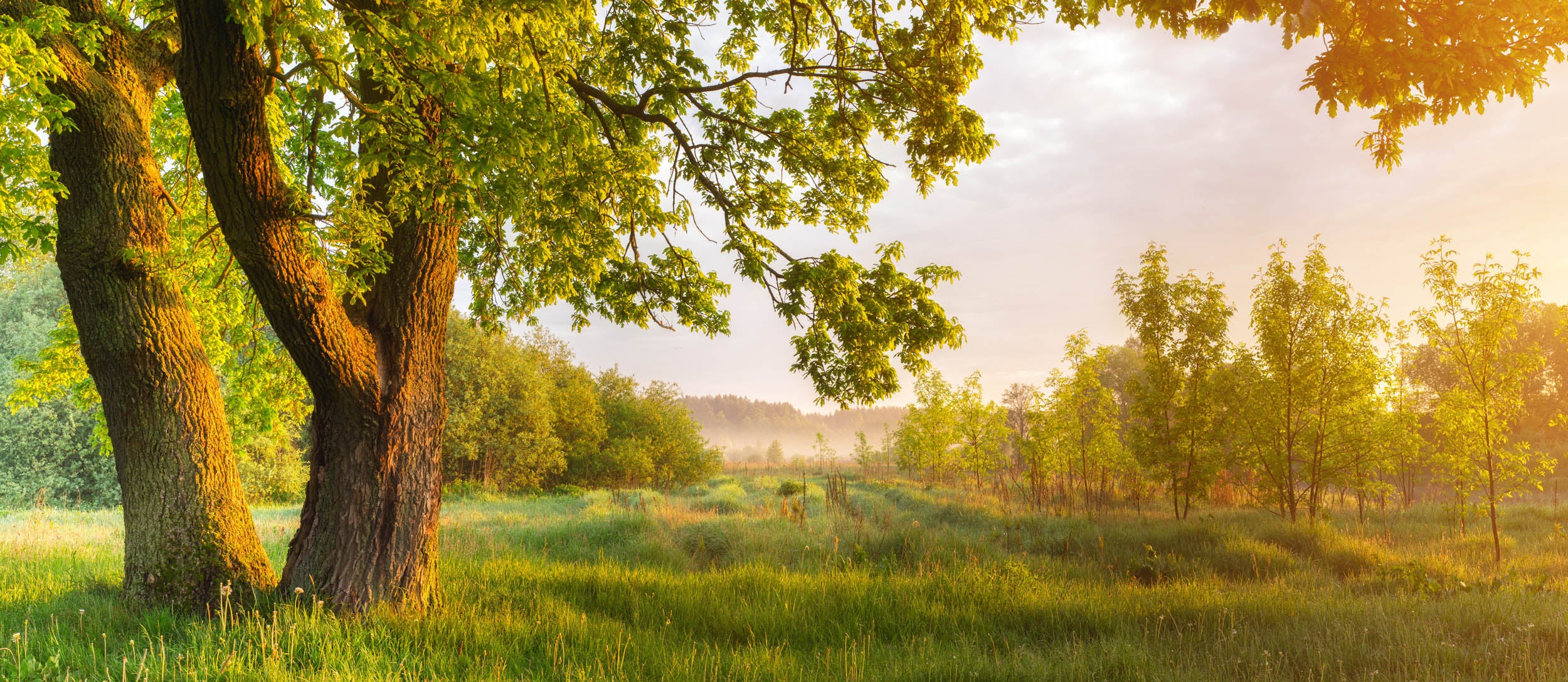 Ochtend Natuurzicht- LW00688
