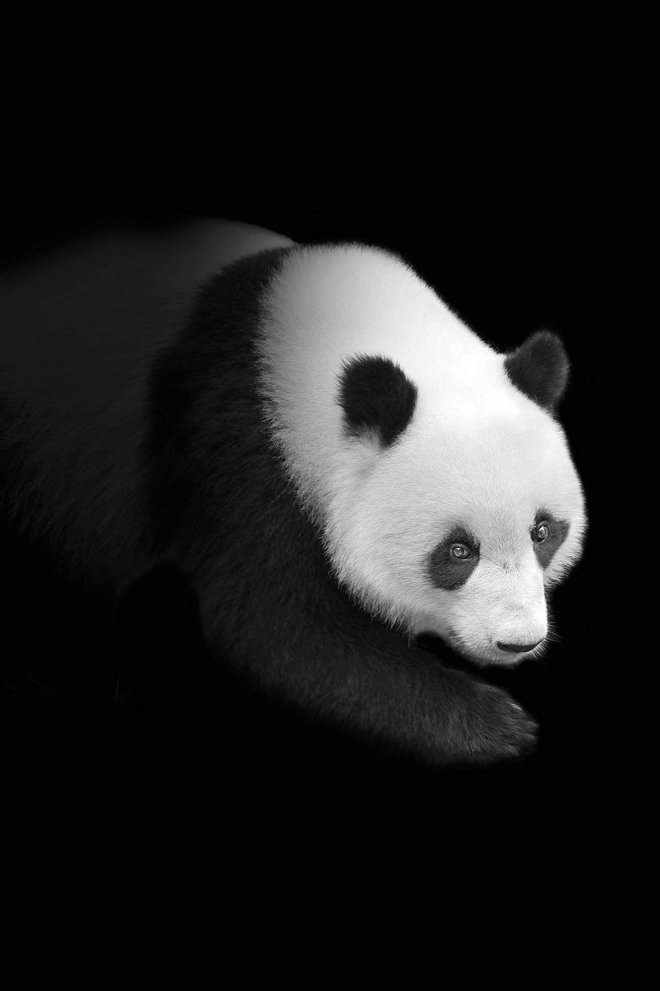 Pandabeer lopend vanuit het donker   - LW00240 Fotobehang