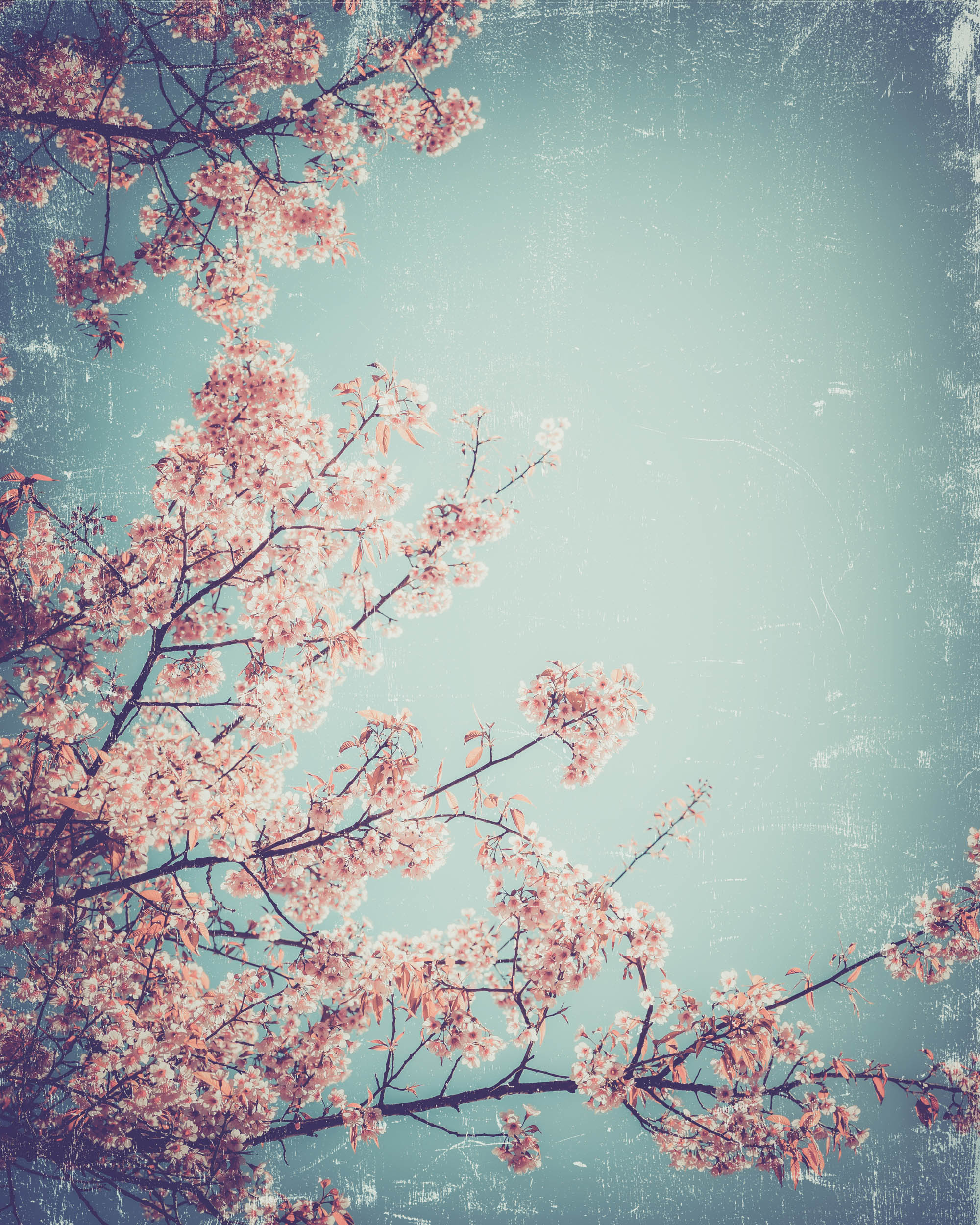 Pastel Kersenbloesem - LW00457 Fotobehang