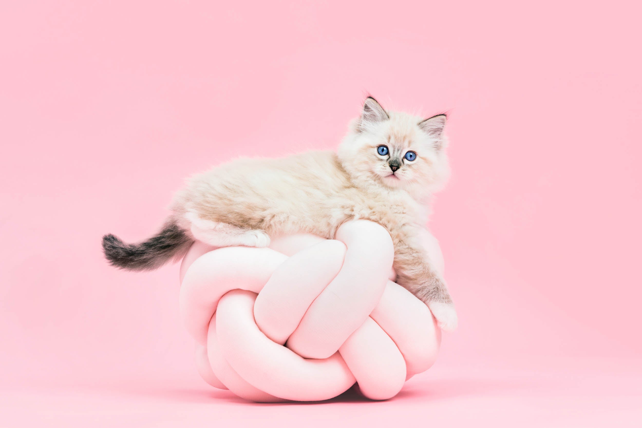 Pastel Kitten Droom - LW00561