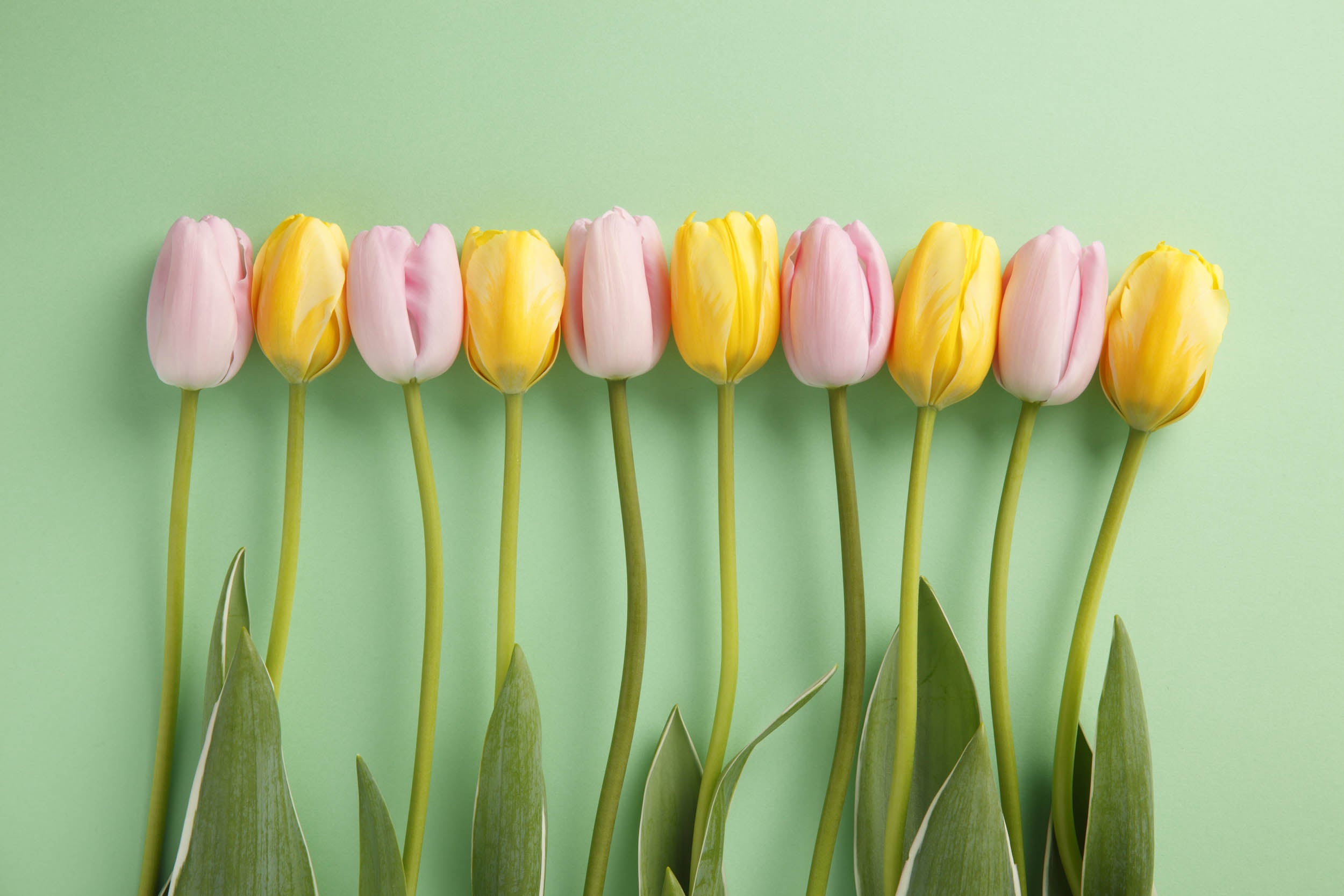 Pastelkleurige Tulpenrij - LW00482
