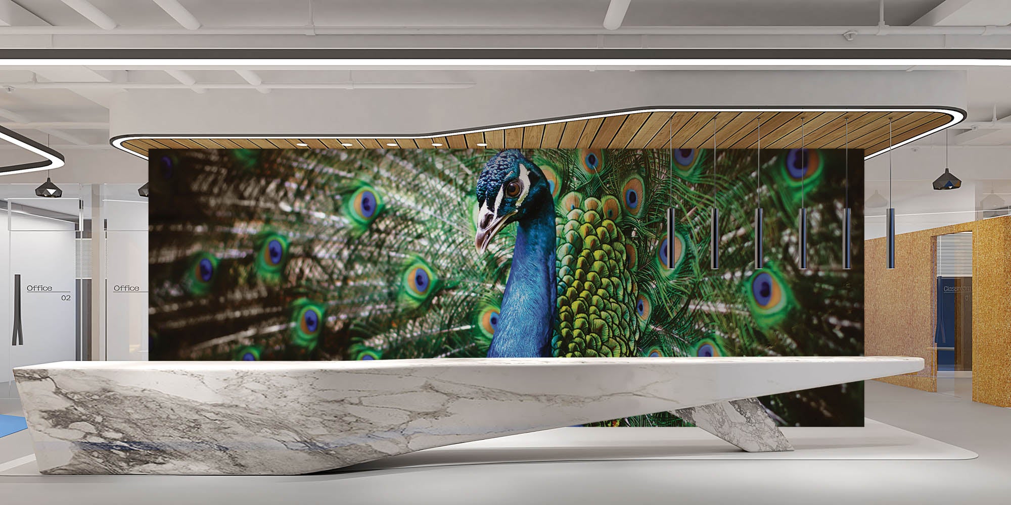 Pauw met veren - LW00152 Fotobehang