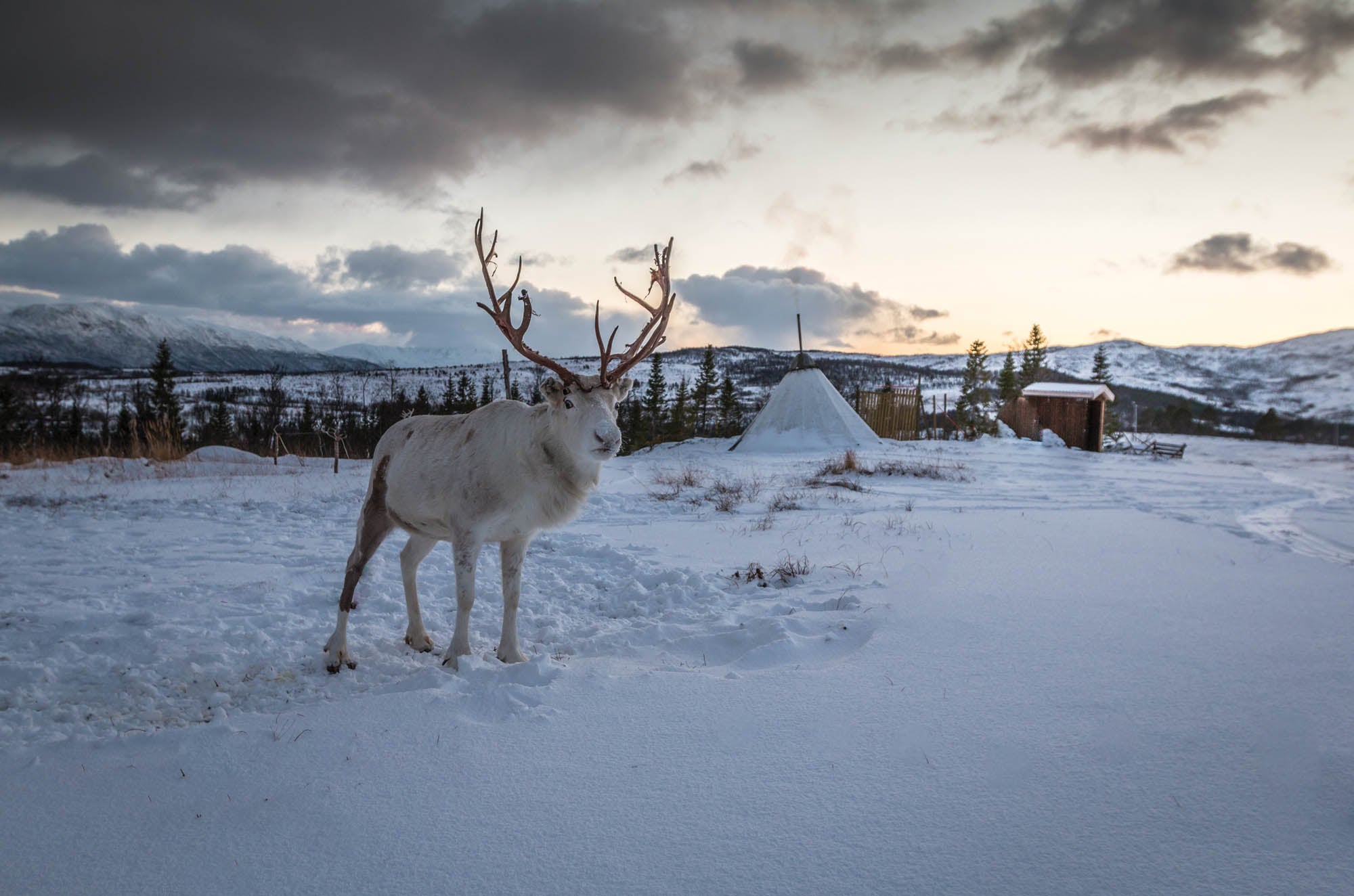 Reindeer in winter landscape - LW00175
