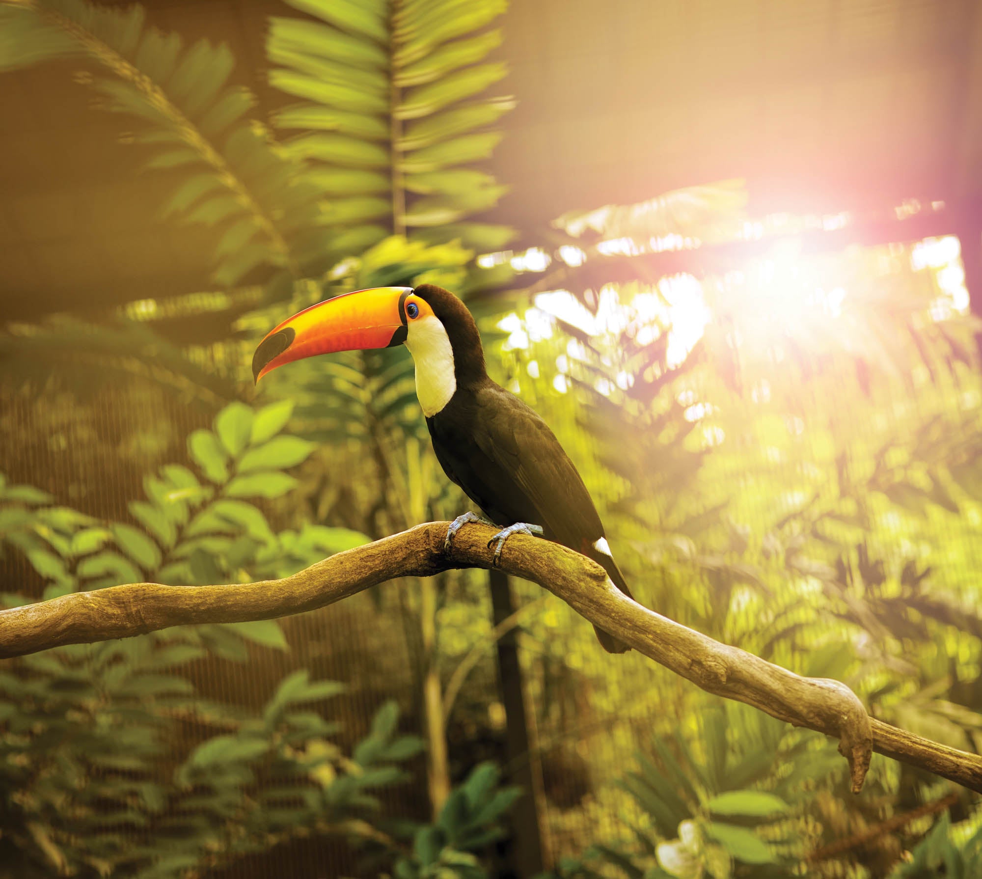 Toco Toucan on Branch - LW00171