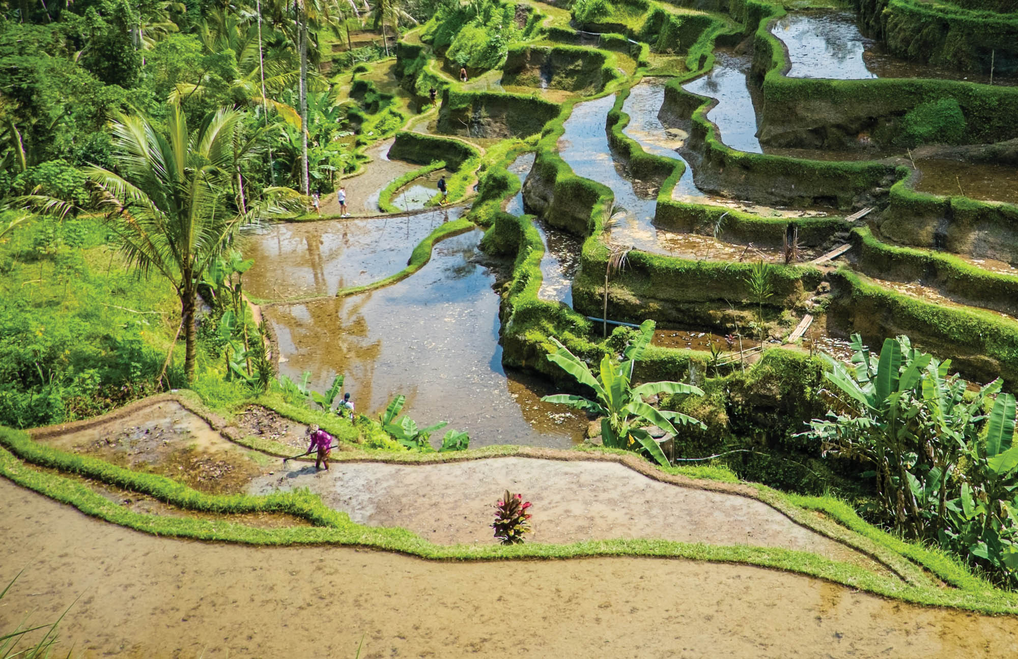 Rijstvelden en theeplantages - LW00087 Fotobehang