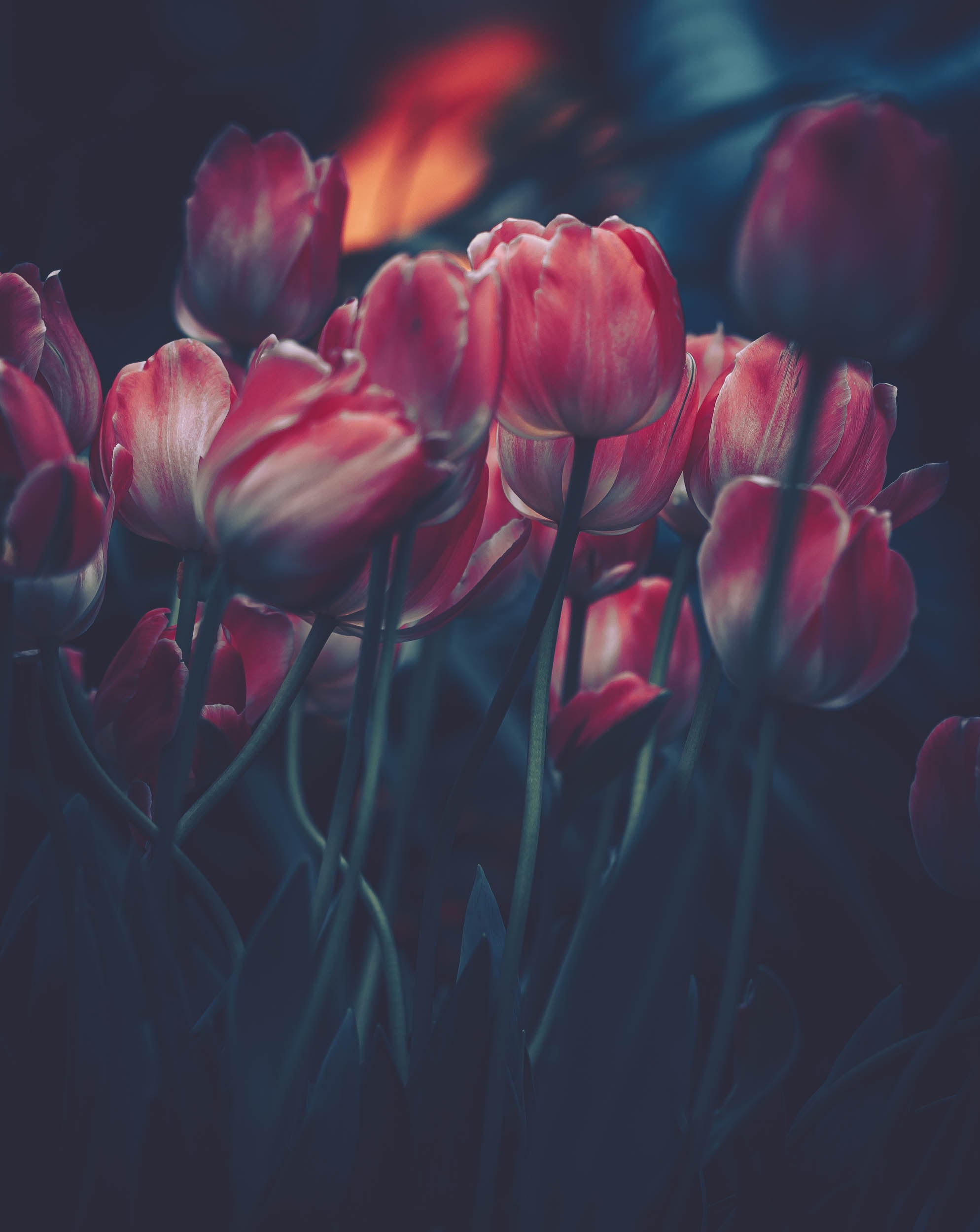 Tulpen in het Donker - LW00498 Fotobehang