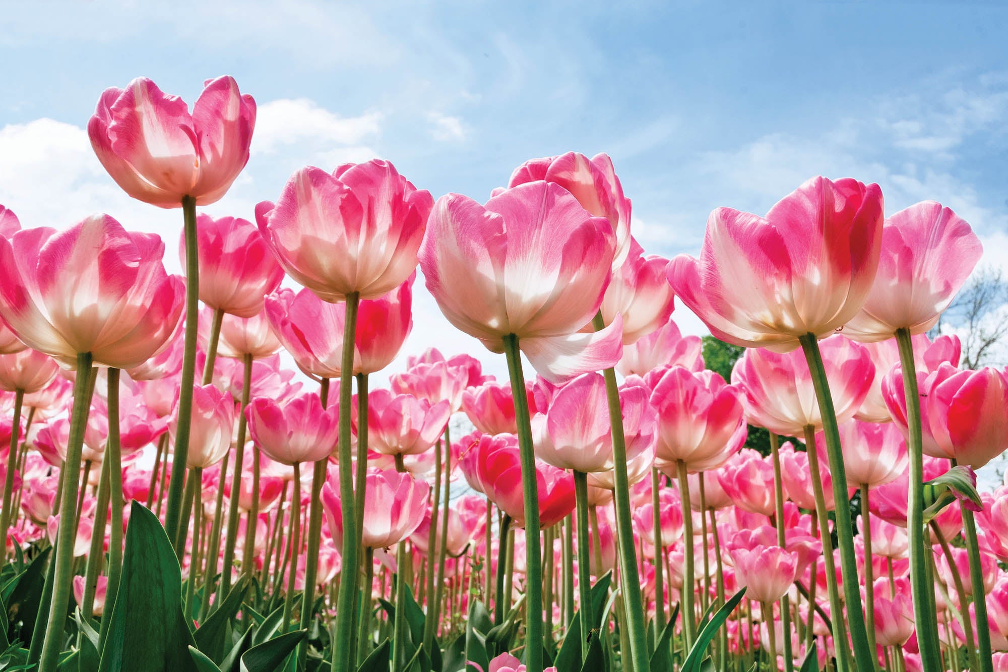 Tulpenveld  - LW00252