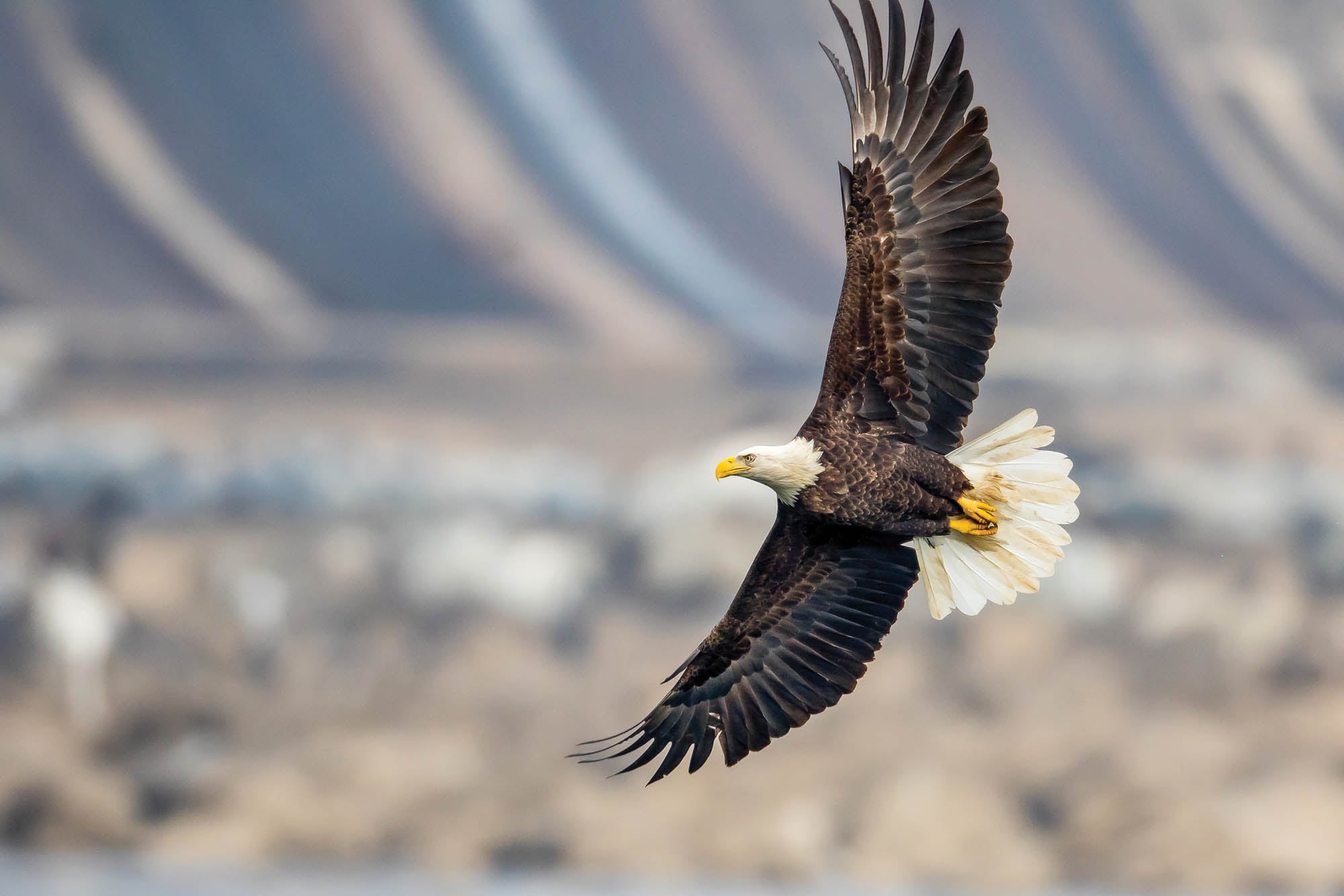Vliegende zeearend - LW00190 Fotobehang