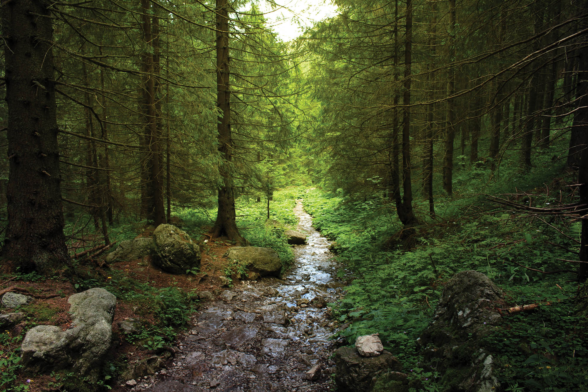 Footpath through the forest - LW00269