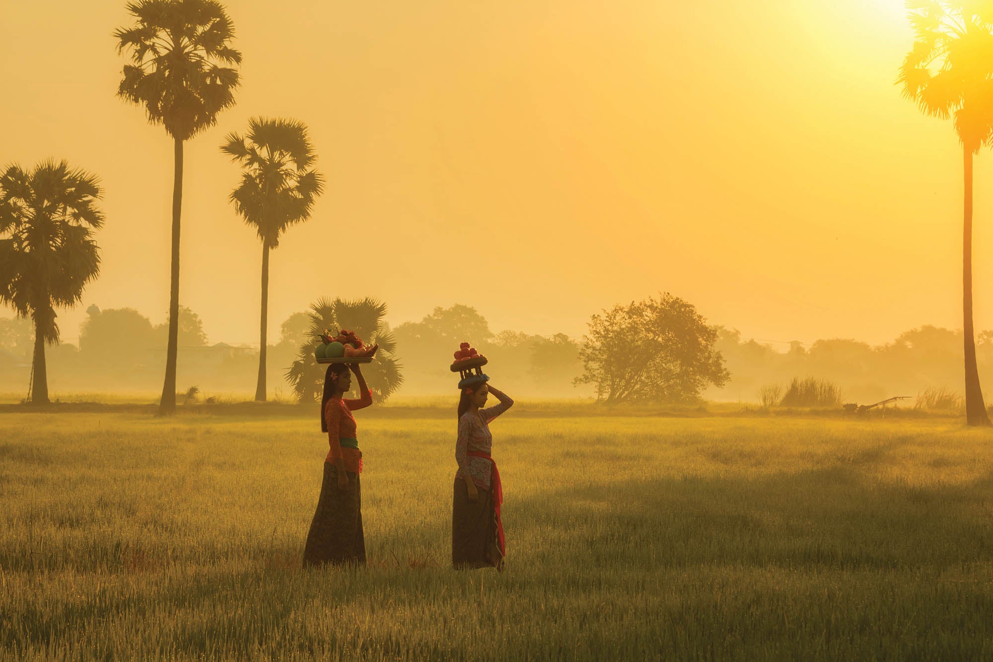Vrouwen in rijstveld - LW00086 Fotobehang
