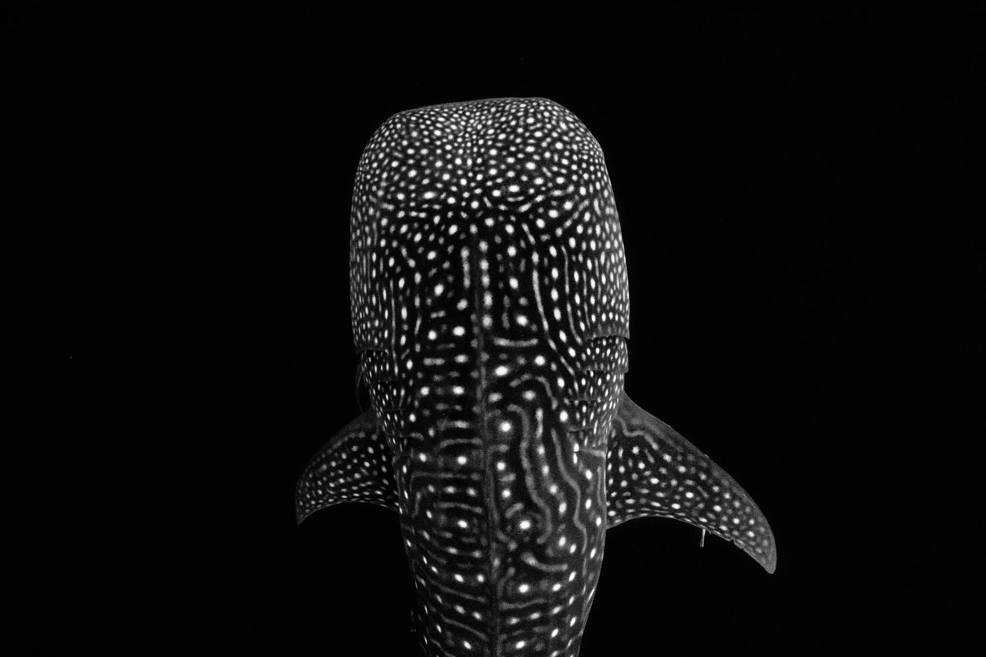 Whale Shark - LW00245