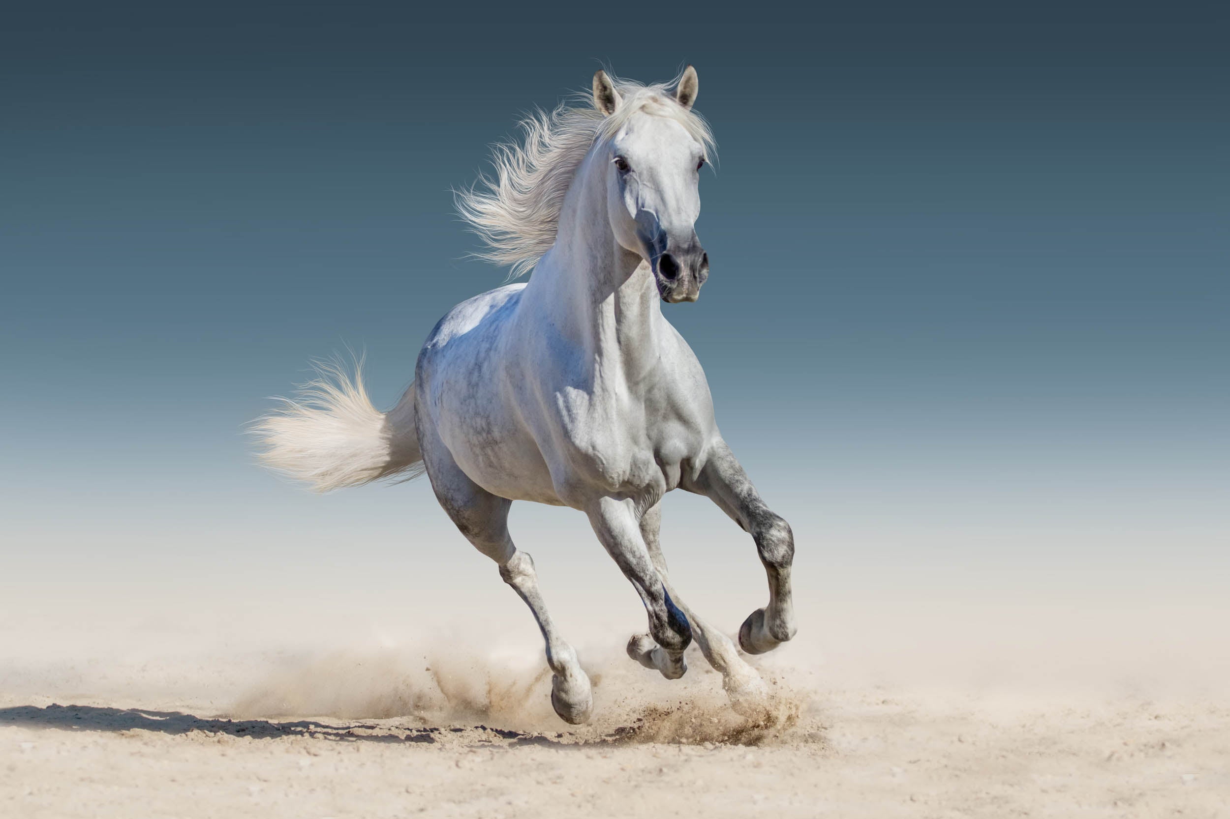 Wit Paard van de Woestijn - LW00558