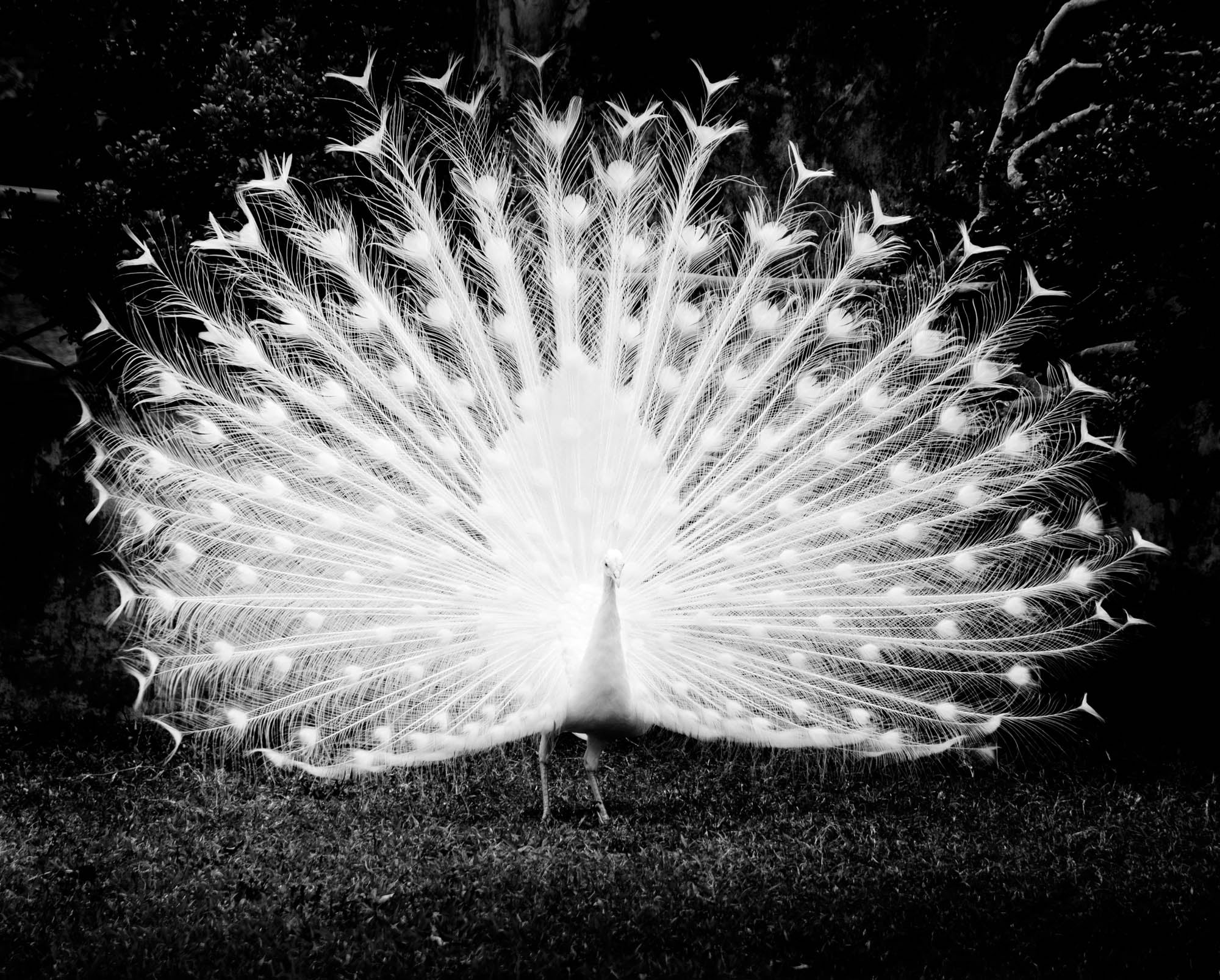 White Peacock - LW00206