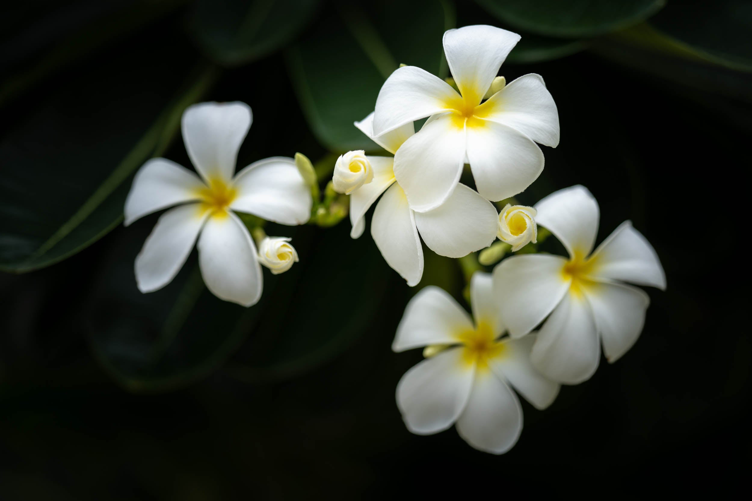 Witte Plumeriabloesem - LW00501